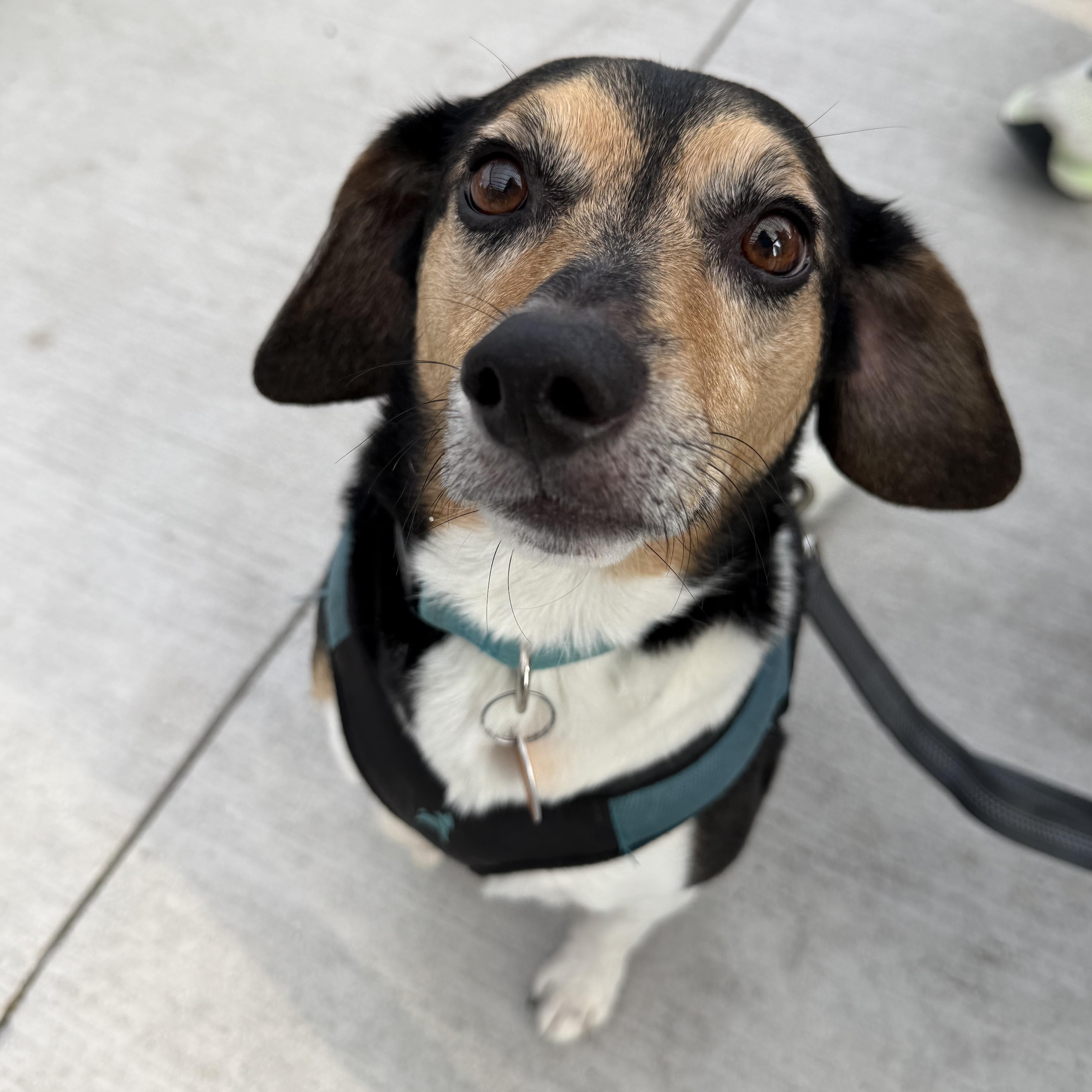 Rizzo aka Munch, Adoptable, Adult Male Beagle & Terrier.