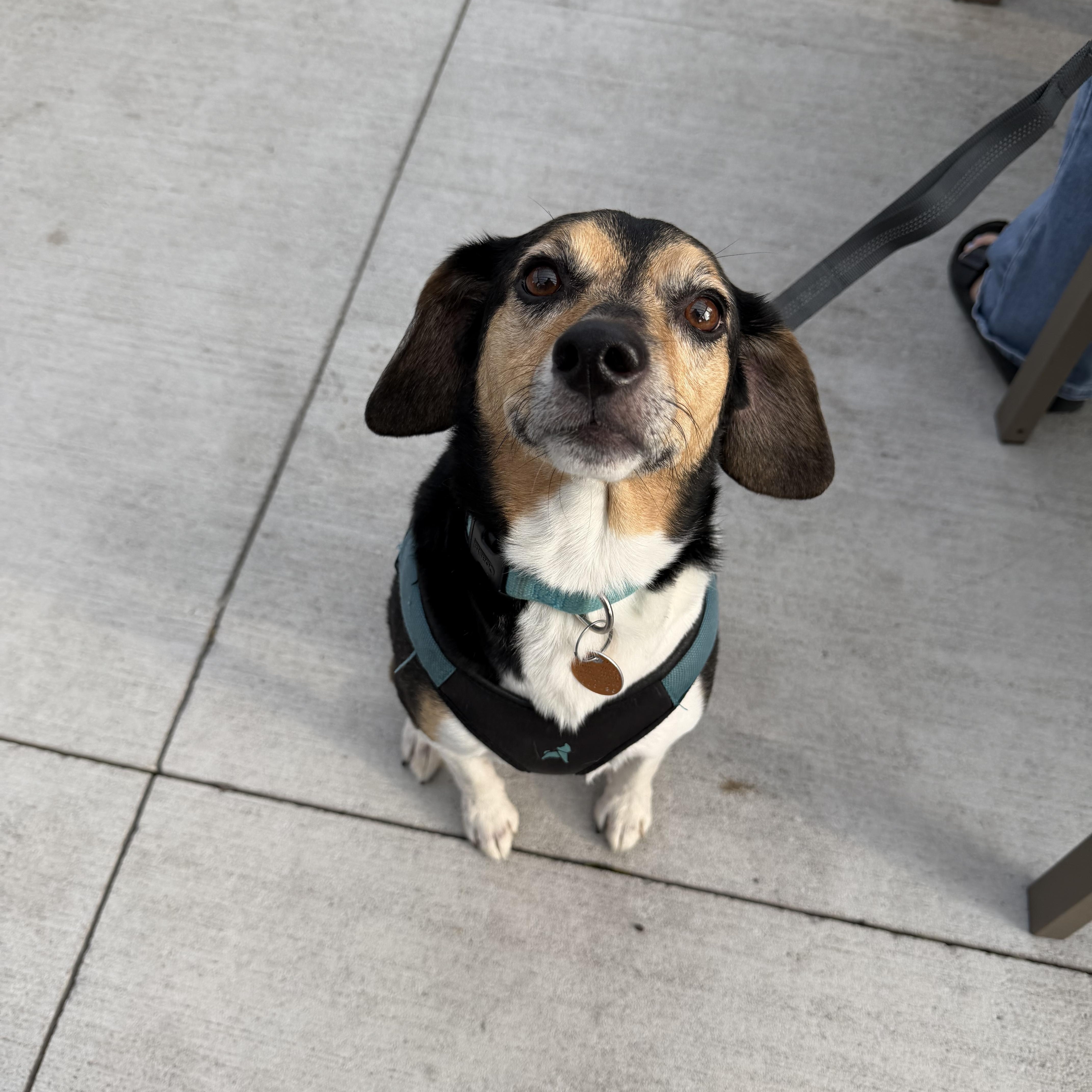 Enlarge Rizzo aka Munch, a Adoptable mixed breed in Bettendorf, IA image 4/6
