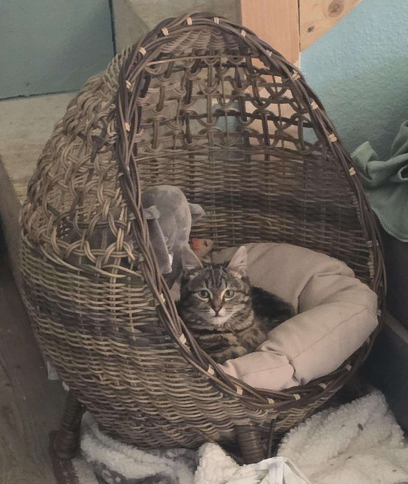 Enlarge Lorna, a ADOPTABLE Domestic Short Hair in Arlington, WA image 2/4