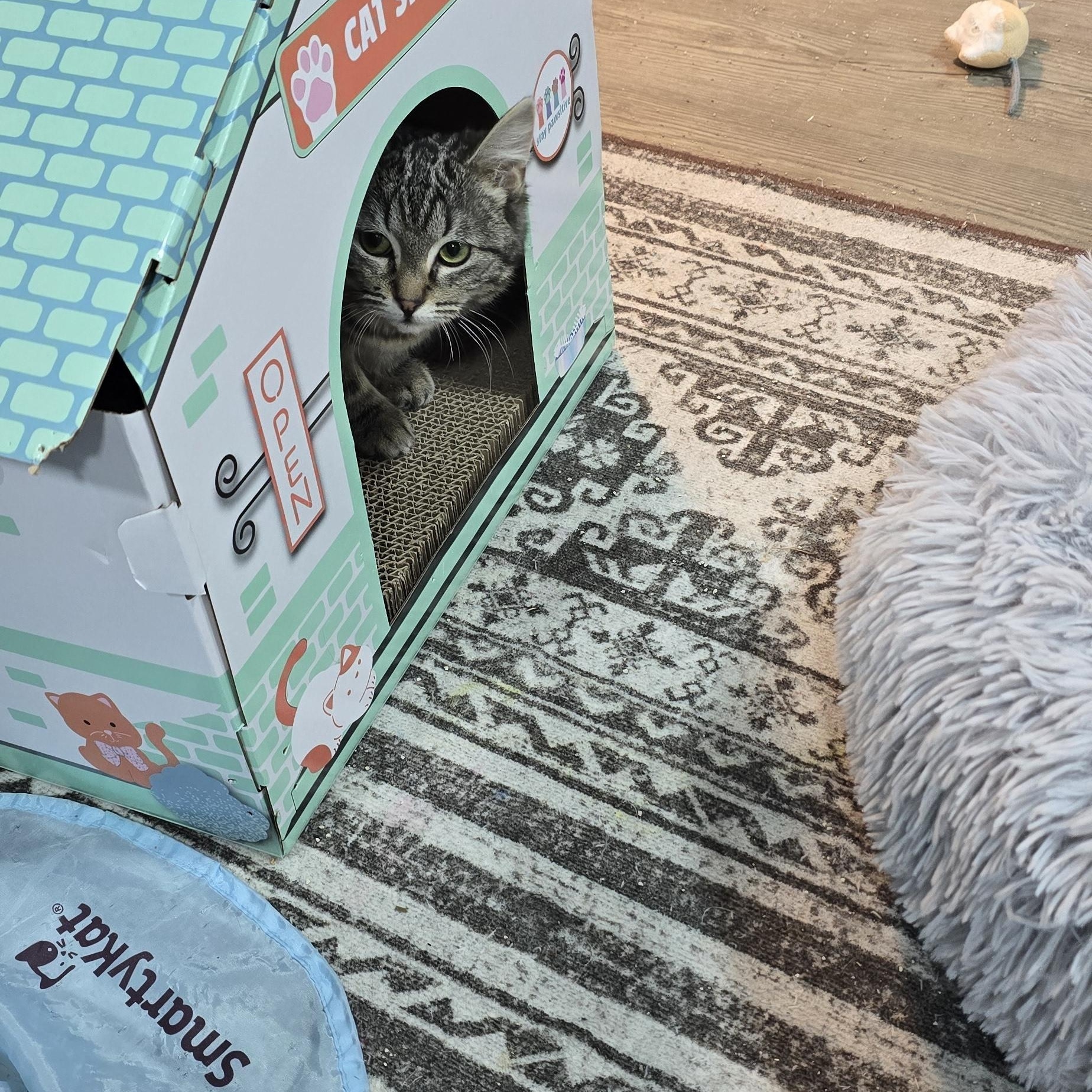 Enlarge Lorna, a ADOPTABLE Domestic Short Hair in Arlington, WA image 3/4