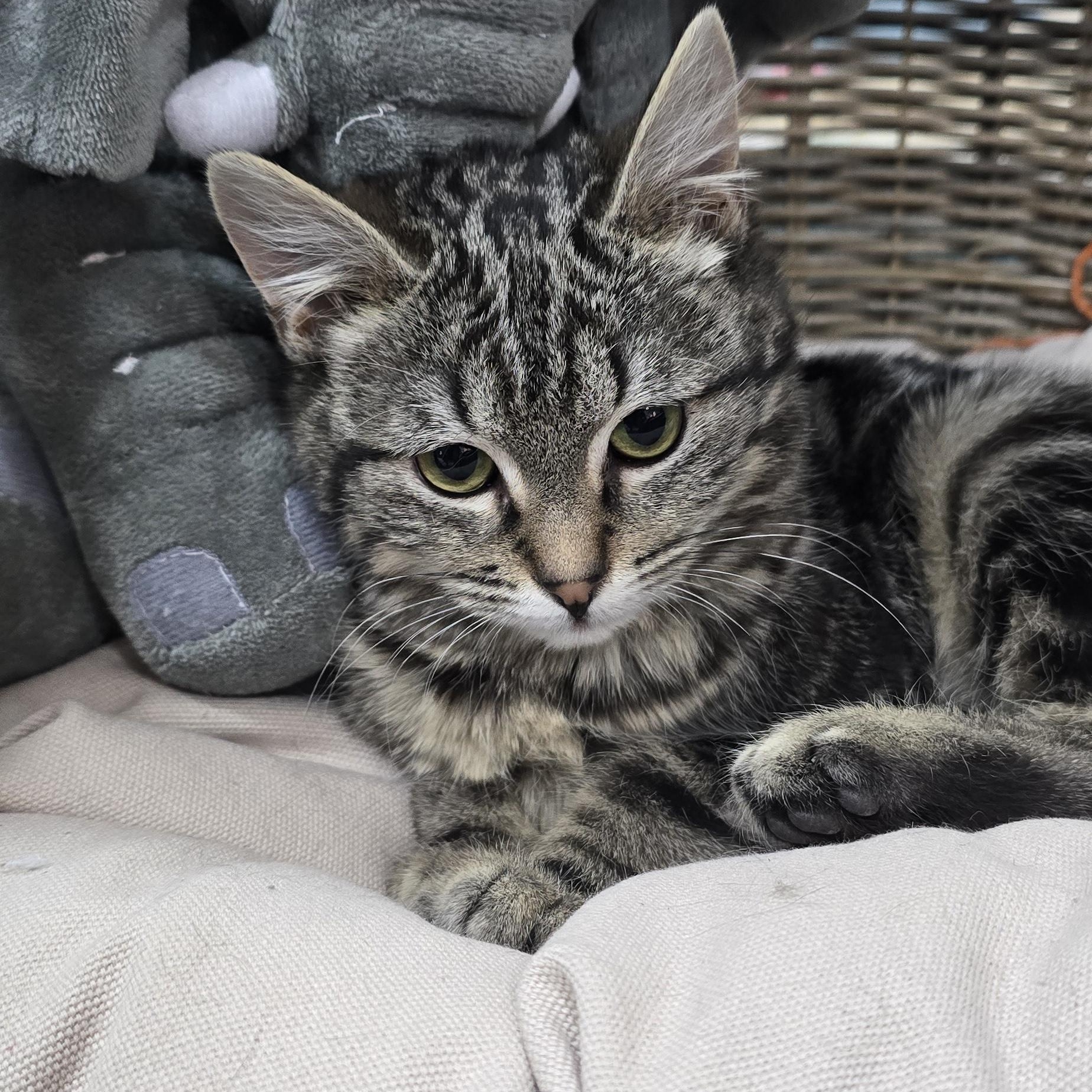 Enlarge Lorna, a ADOPTABLE Domestic Short Hair in Arlington, WA image 4/4
