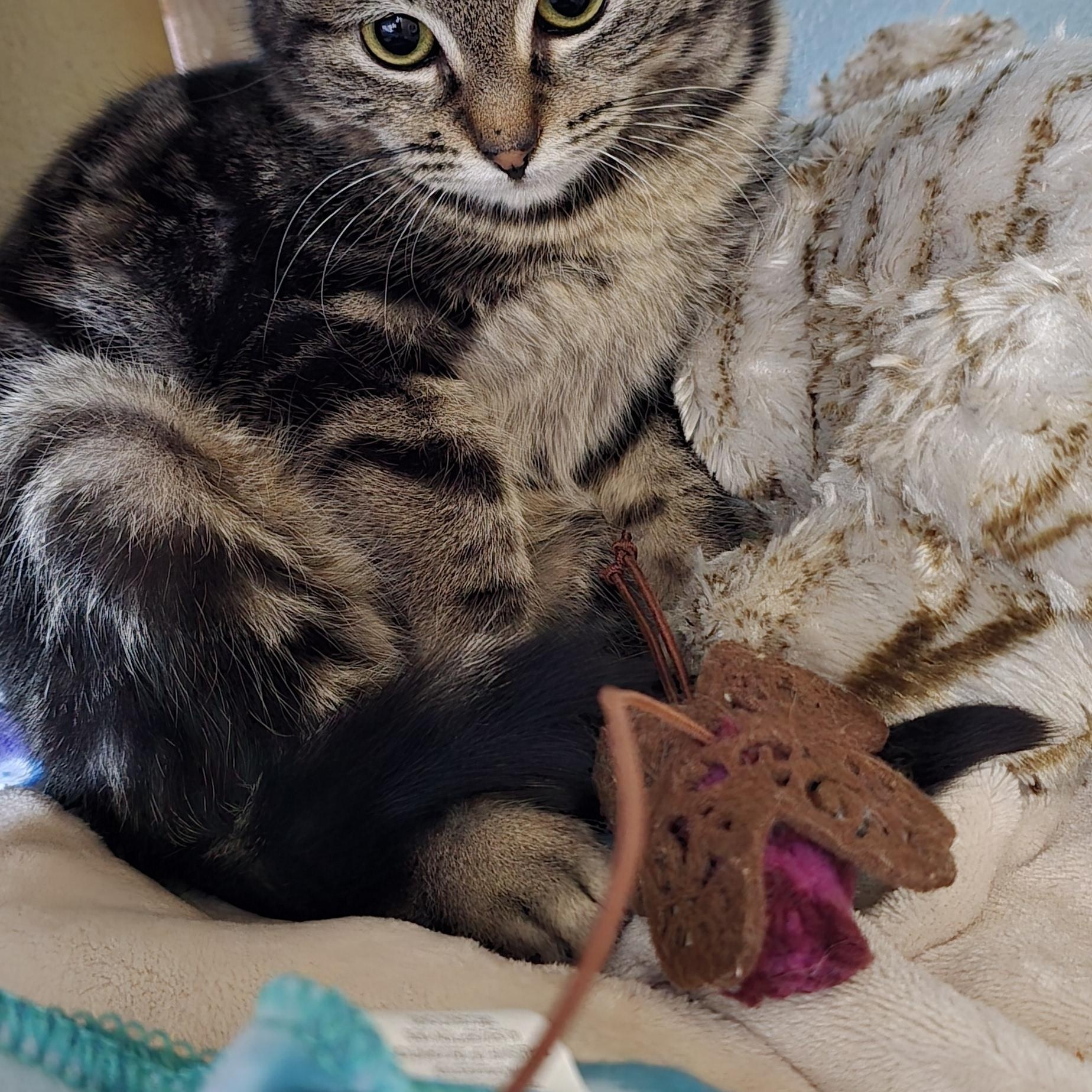 Lorna, ADOPTABLE, Kitten Female Domestic Short Hair.