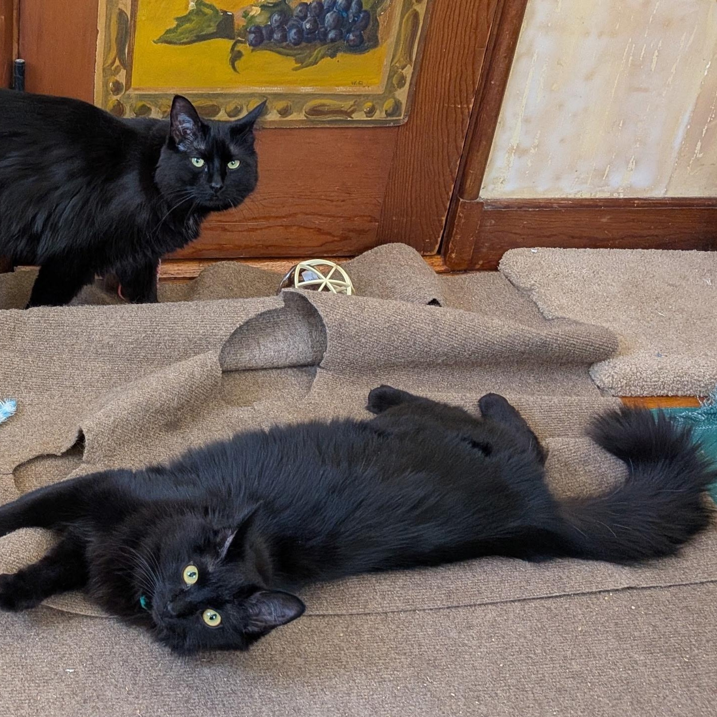 Enlarge MOOSE (must be adopted with his brother SQUIRREL), a ADOPTABLE Domestic Medium Hair in East Greenwich, RI image 4/6