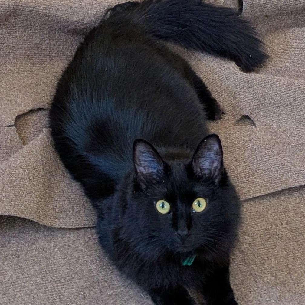 Enlarge MOOSE (must be adopted with his brother SQUIRREL), a ADOPTABLE Domestic Medium Hair in East Greenwich, RI image 1/6