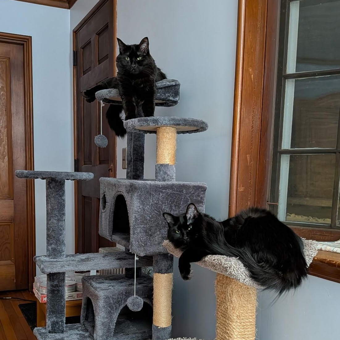 Enlarge MOOSE (must be adopted with his brother SQUIRREL), a ADOPTABLE Domestic Medium Hair in East Greenwich, RI image 5/6