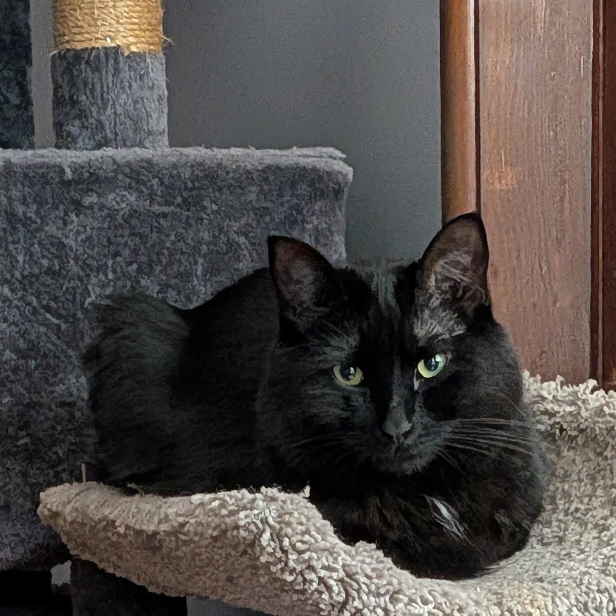 Enlarge MOOSE (must be adopted with his brother SQUIRREL), a ADOPTABLE Domestic Medium Hair in East Greenwich, RI image 6/6