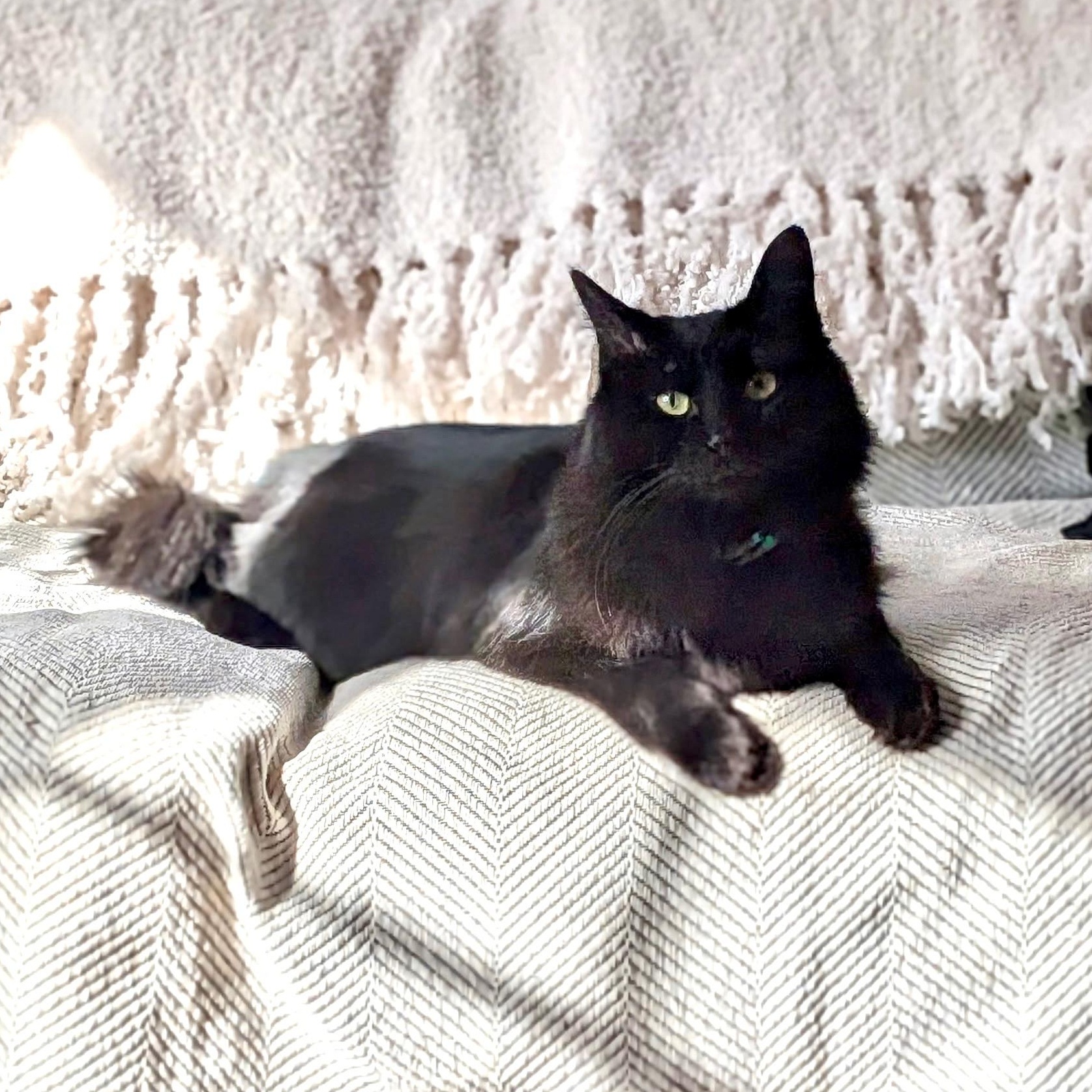 Enlarge MOOSE (must be adopted with his brother SQUIRREL), a ADOPTABLE Domestic Medium Hair in East Greenwich, RI image 2/6