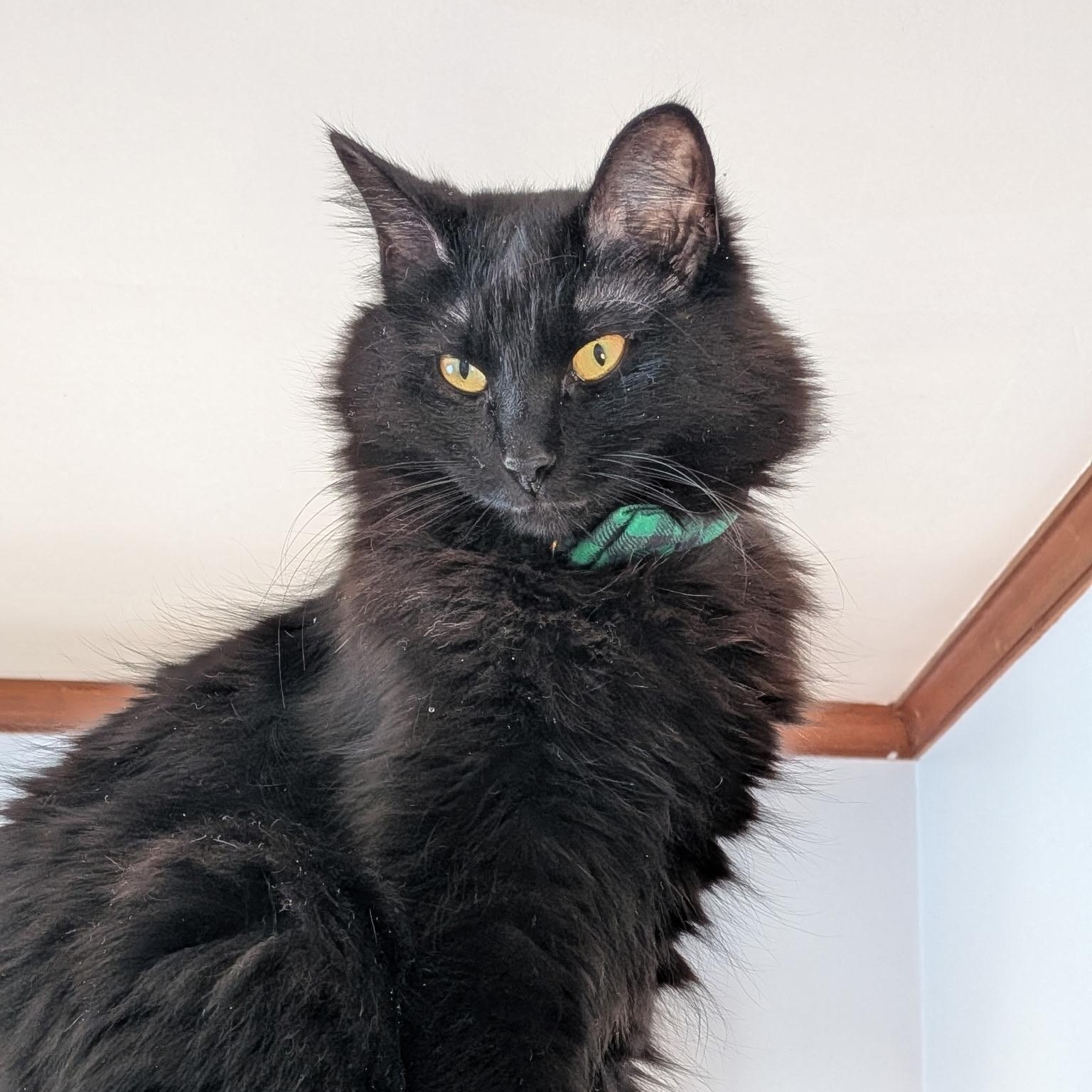 Enlarge MOOSE (must be adopted with his brother SQUIRREL), a ADOPTABLE Domestic Medium Hair in East Greenwich, RI image 3/6