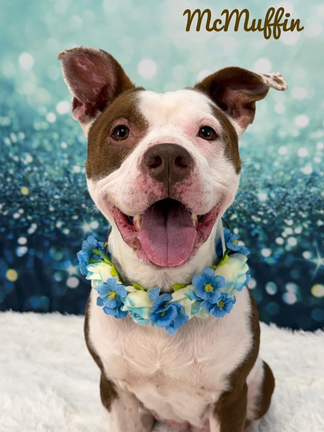 Enlarge McMuffin, an adopted Mixed Breed in Flint, MI image 1/1