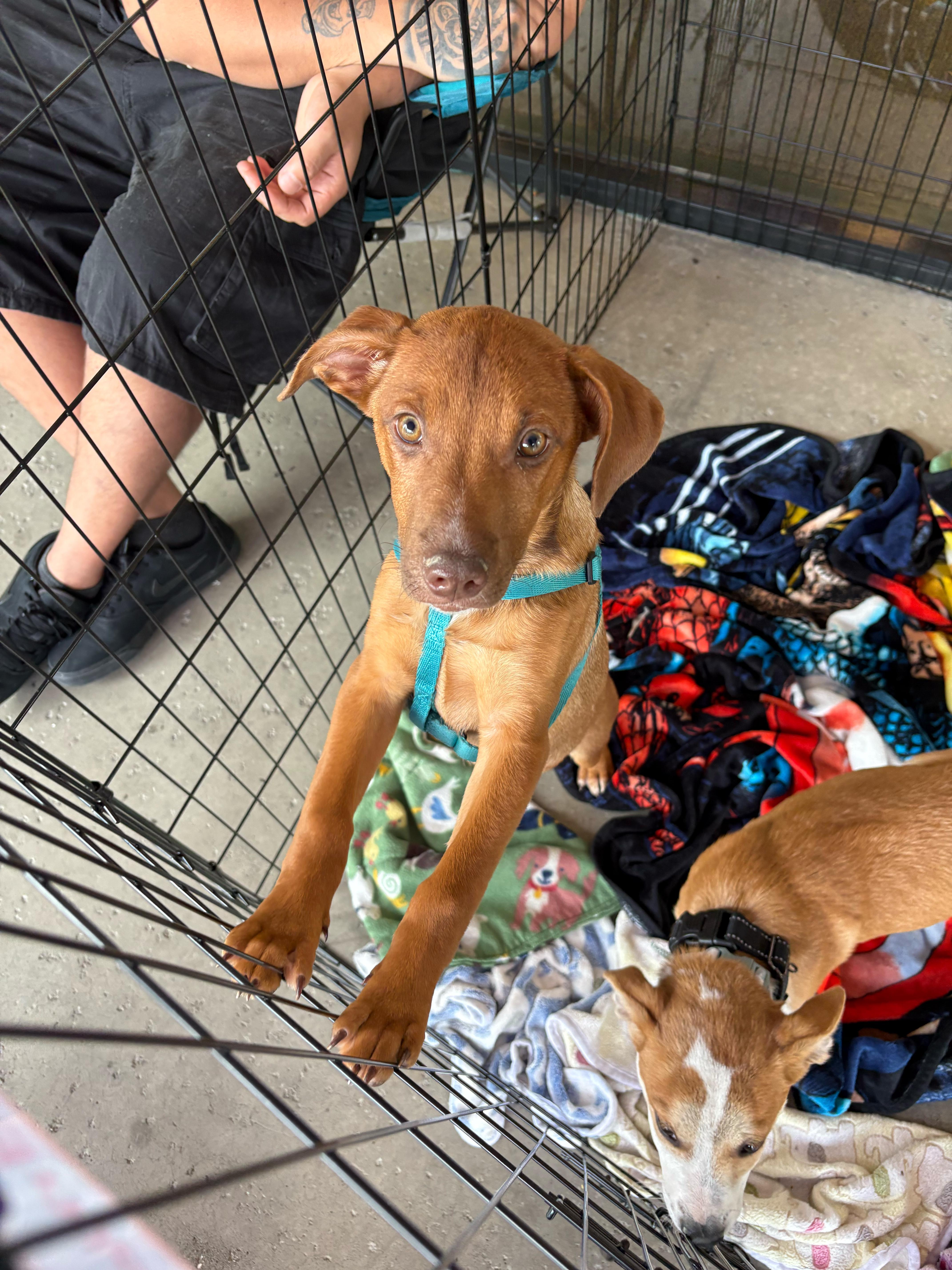 Thelma, Adopted, Young Female Australian Cattle Dog / Blue Heeler.