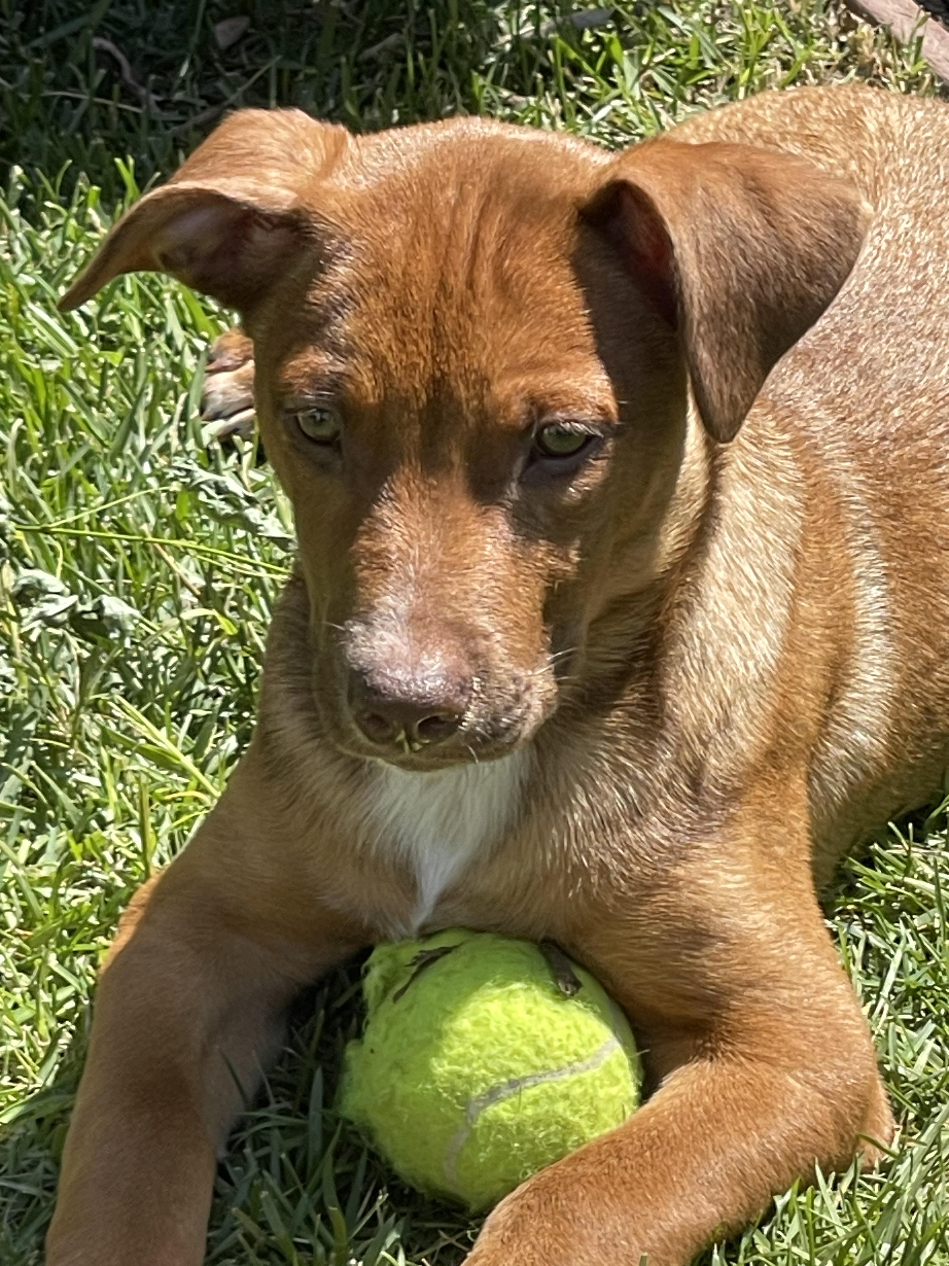 Enlarge Thelma, a Adopted mixed breed in Tracy, CA image 2/6