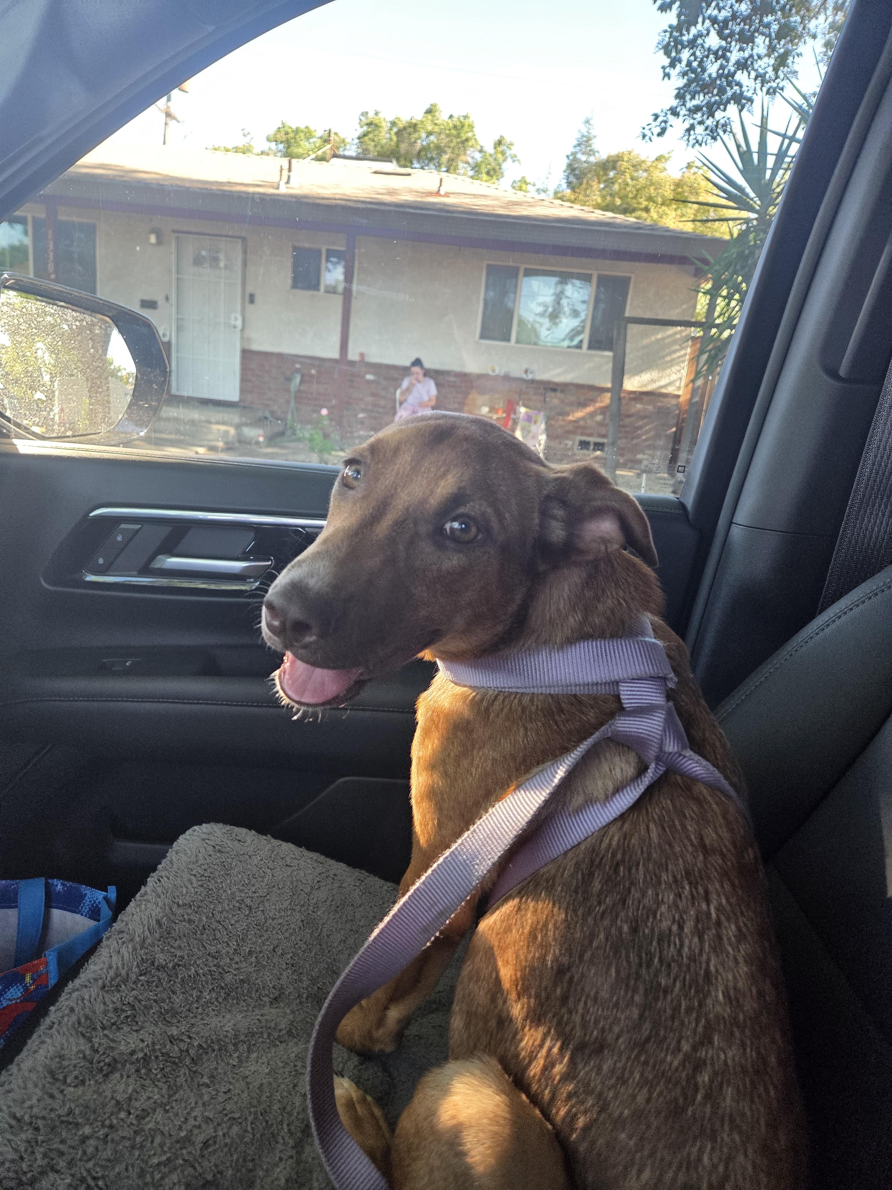 Enlarge Thelma, a Adopted mixed breed in Tracy, CA image 3/6