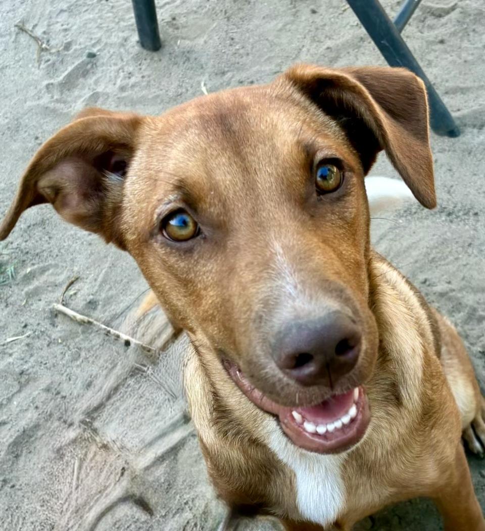 Enlarge Thelma, a Adopted mixed breed in Tracy, CA image 4/6