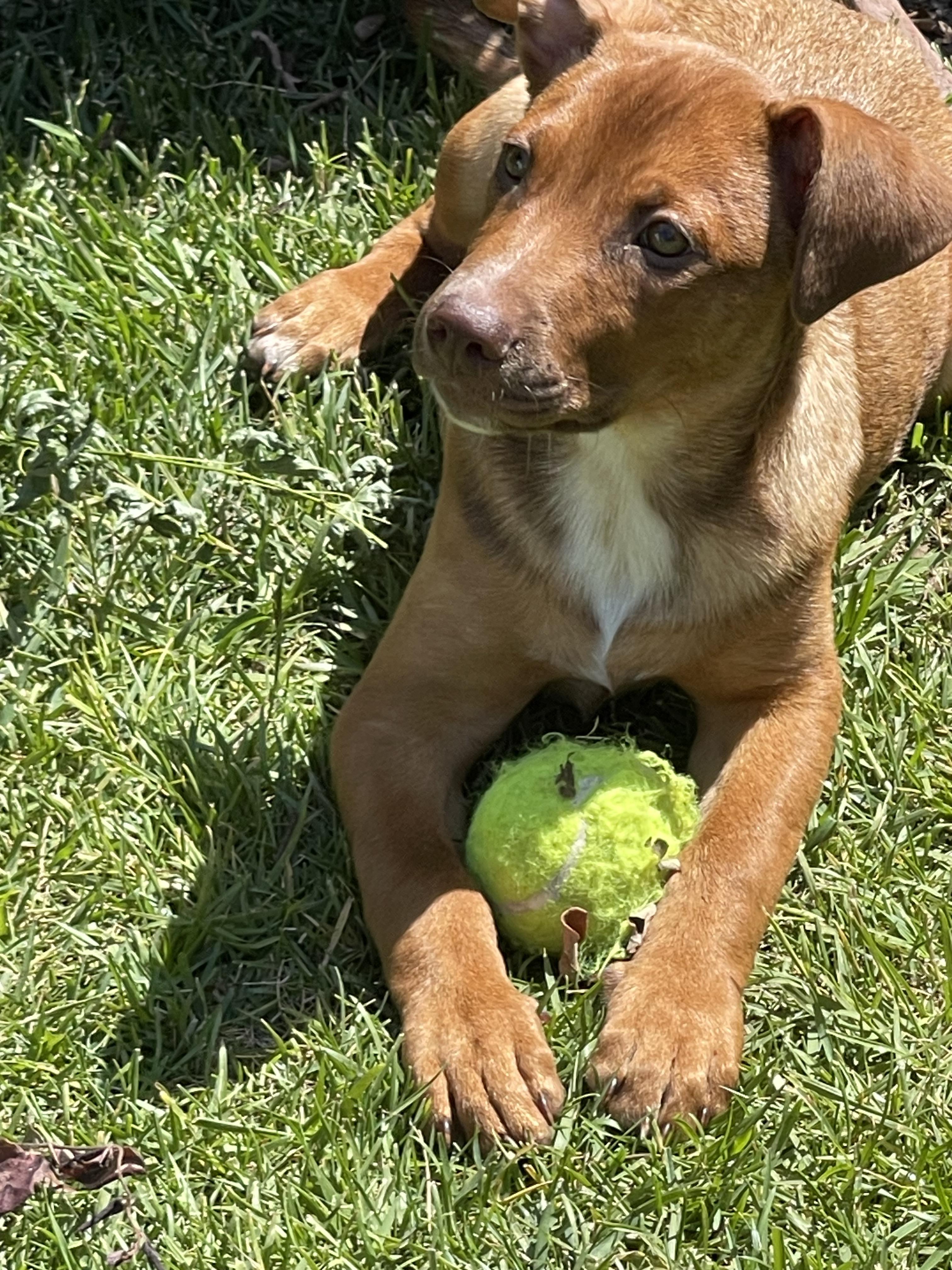 Enlarge Thelma, a Adopted mixed breed in Tracy, CA image 5/6