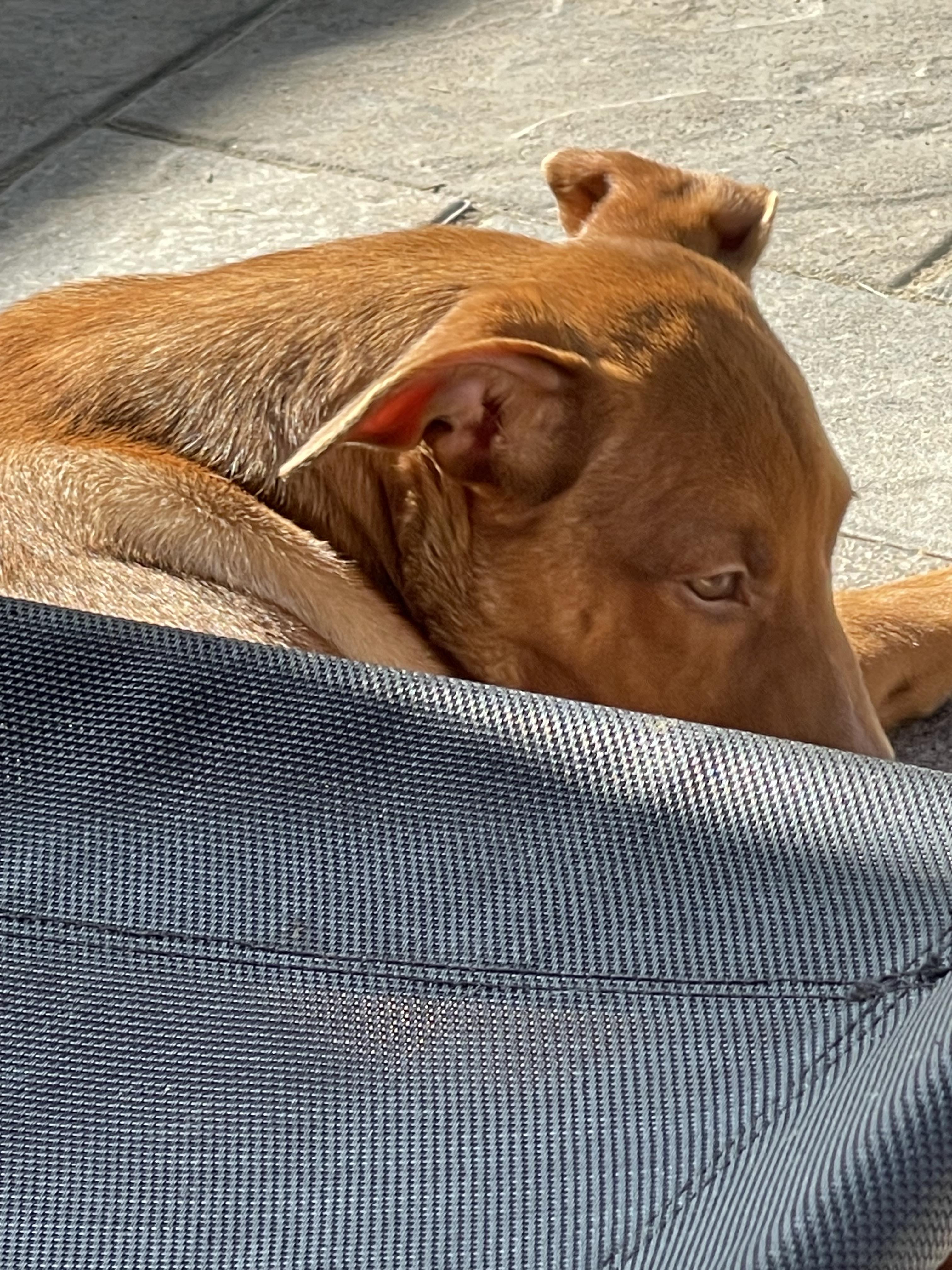 Enlarge Thelma, a Adopted mixed breed in Tracy, CA image 6/6