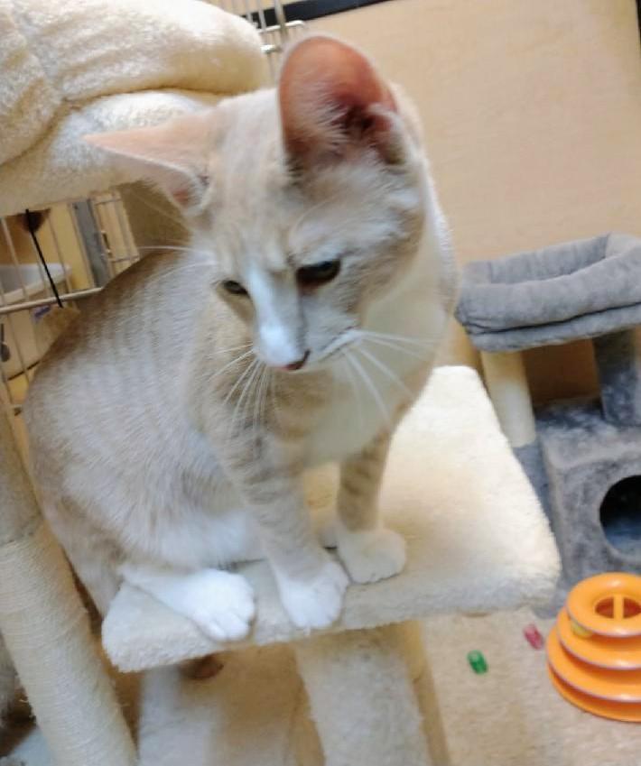 Teddy, a Adoptable Tabby in Waynesboro, VA image 3/6