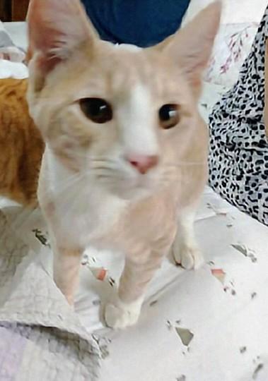 Teddy, a Adoptable Tabby in Waynesboro, VA image 5/6