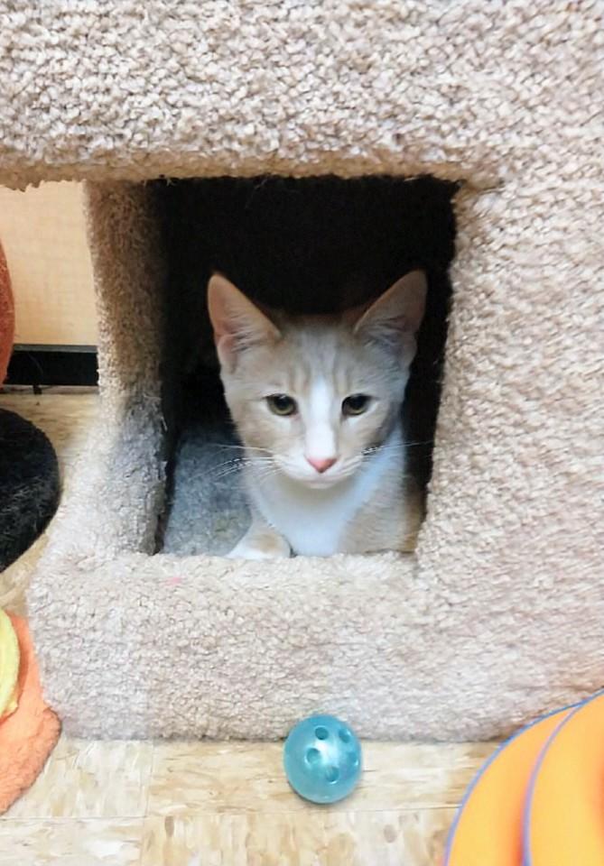 Teddy, a Adoptable Tabby in Waynesboro, VA image 2/6