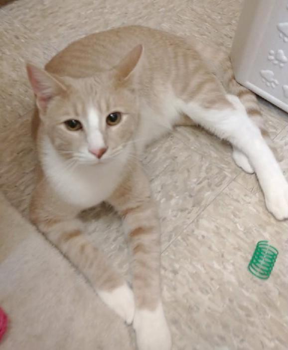 Teddy, Adoptable, Young Male Tabby.