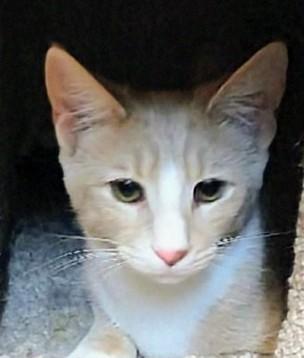 Teddy, a Adoptable Tabby in Waynesboro, VA image 4/6