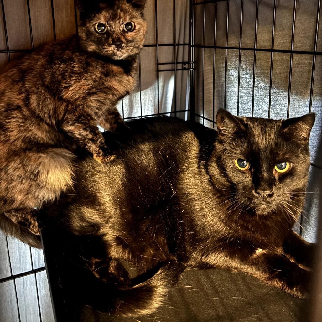 Edmond, ADOPTABLE, Adult Male Domestic Short Hair.