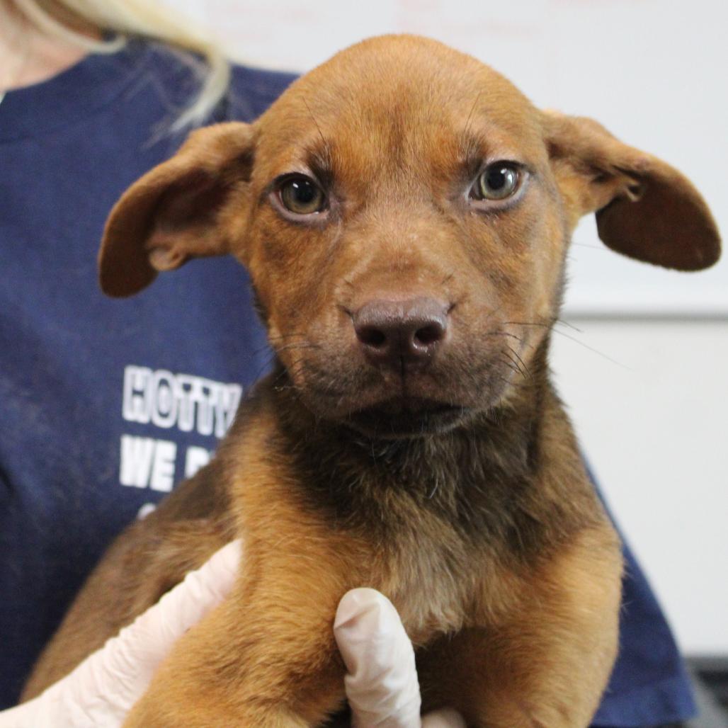 Enlarge Chestnut, a Adoptable mixed breed in West Point, MS image 1/6
