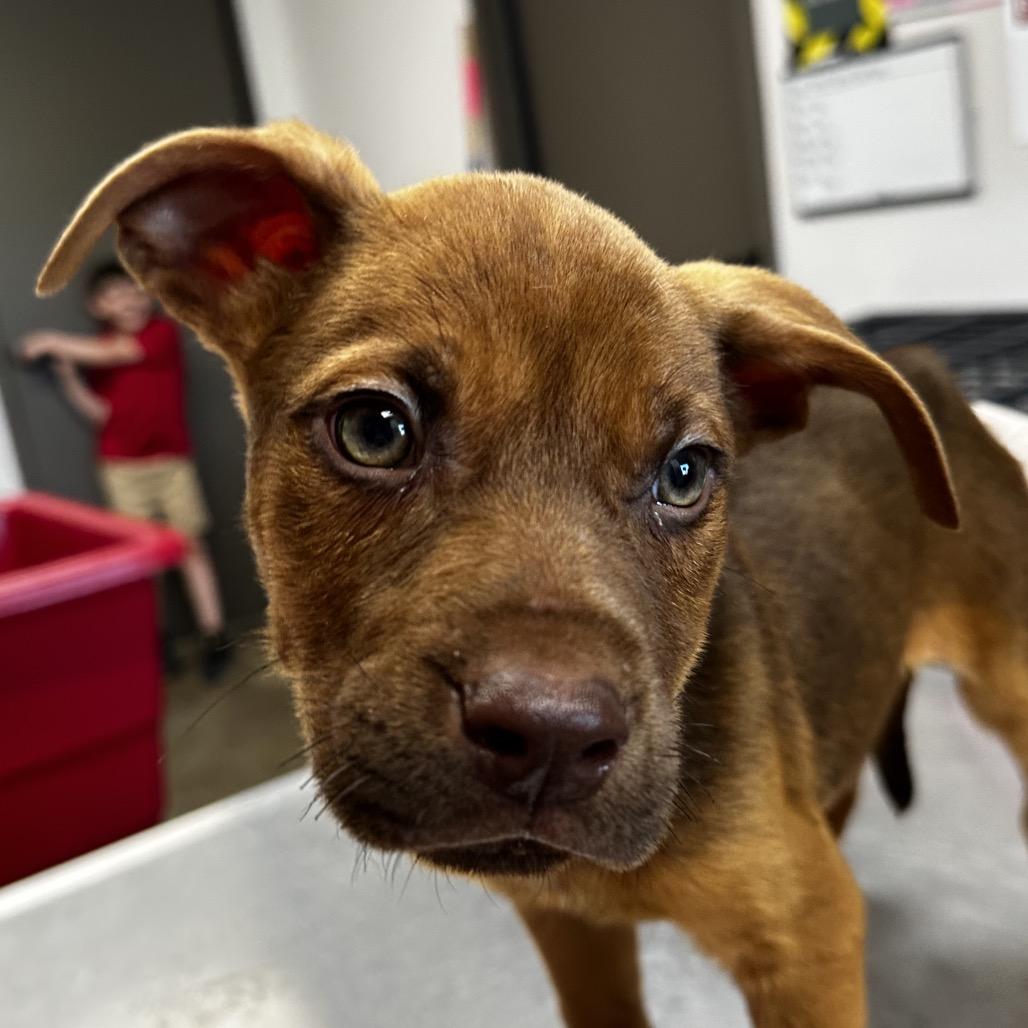 Enlarge Chestnut, a Adoptable mixed breed in West Point, MS image 2/6