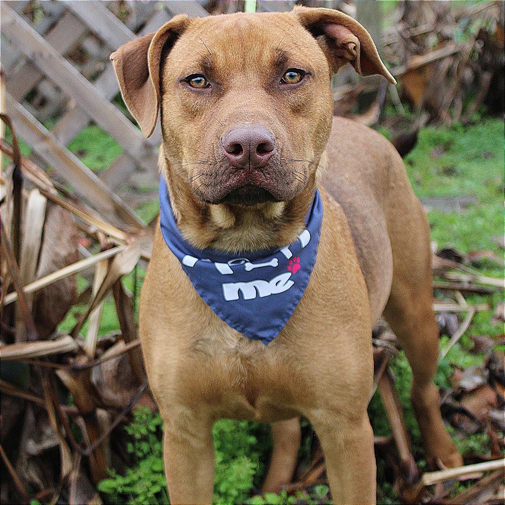 Enlarge Chestnut, a Adoptable mixed breed in West Point, MS image 3/6