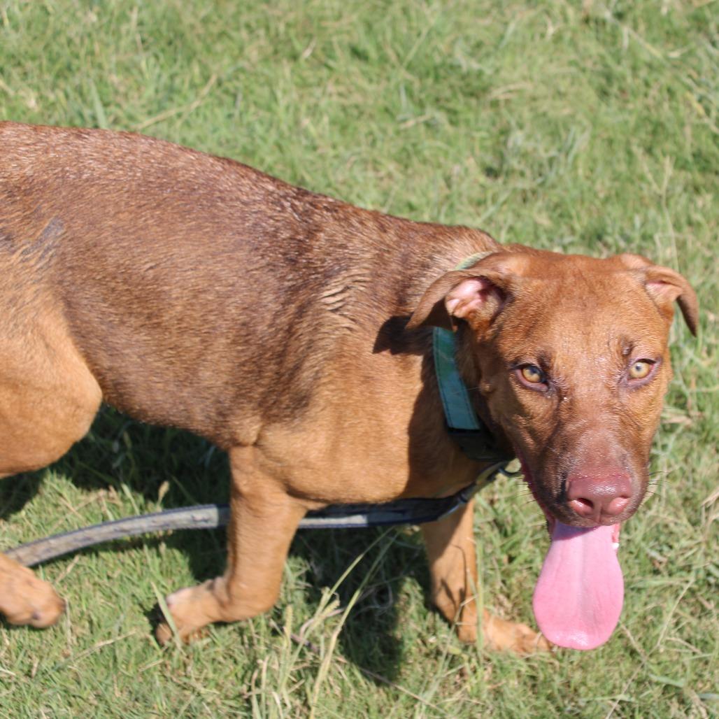 Enlarge Chestnut, a Adoptable mixed breed in West Point, MS image 4/6