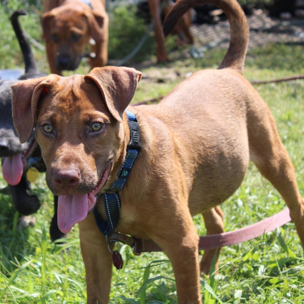 Enlarge Chestnut, a Adoptable mixed breed in West Point, MS image 5/6