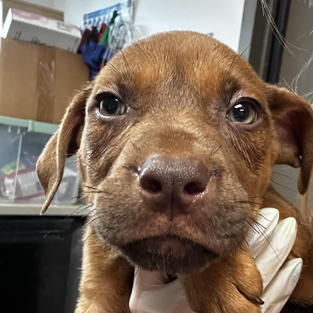 Enlarge Chestnut, a Adoptable mixed breed in West Point, MS image 6/6