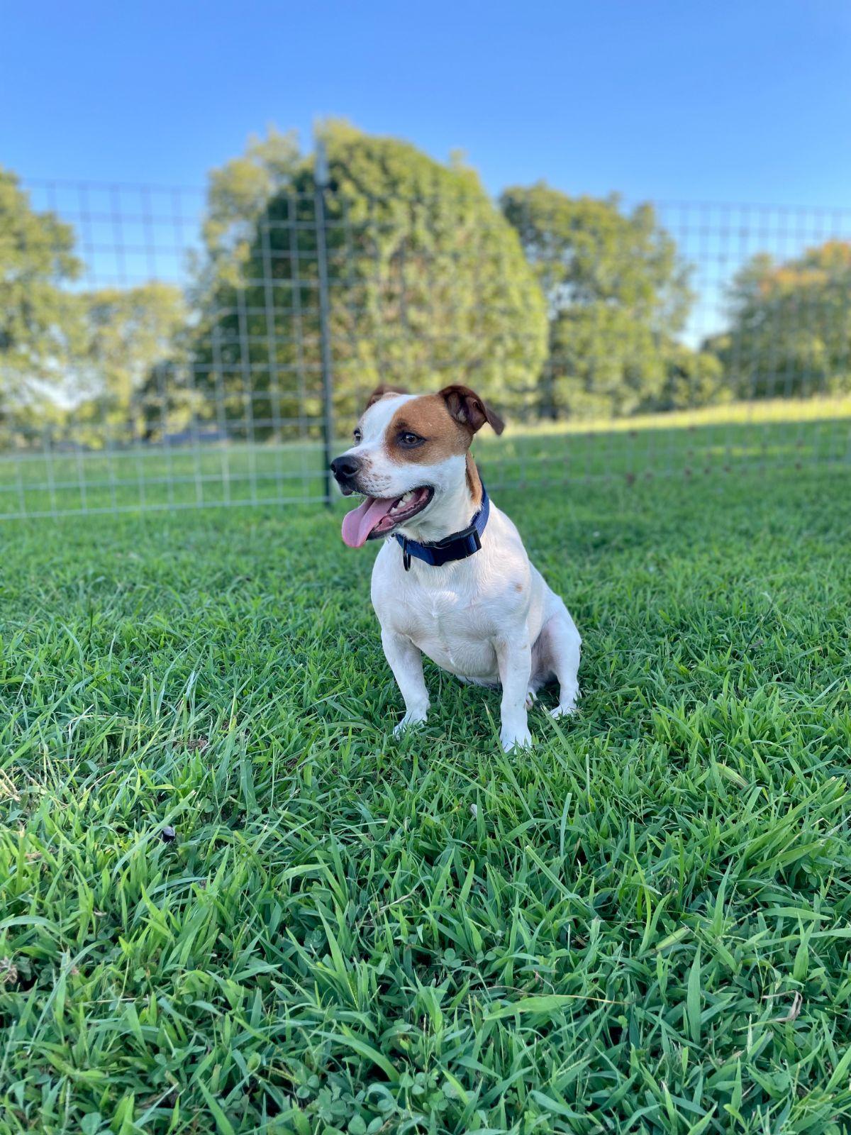 Jacks, a Adoptable mixed breed in Eagleville, TN image 1/3