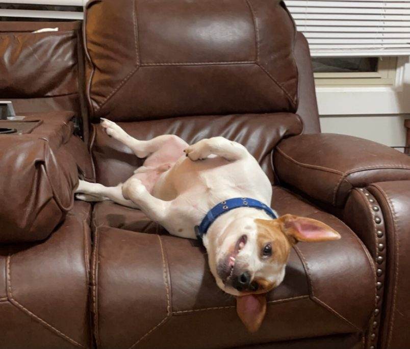 Jacks, a Adoptable mixed breed in Eagleville, TN image 2/3