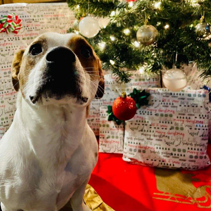 Jacks, a Adoptable mixed breed in Eagleville, TN image 3/3