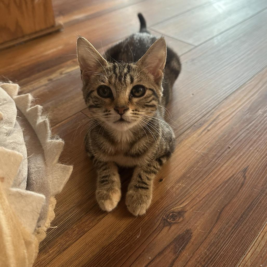 Melody 2026 aka Mona, Adoptable, Kitten Female Domestic Short Hair.