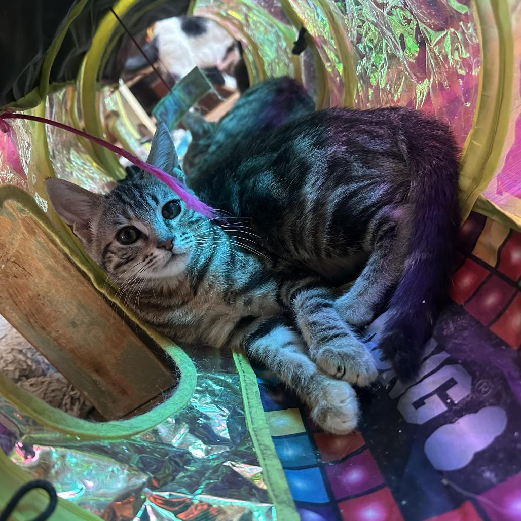 Enlarge Melody 2026 aka Mona, a Adoptable Domestic Short Hair in Palmdale, CA image 2/3