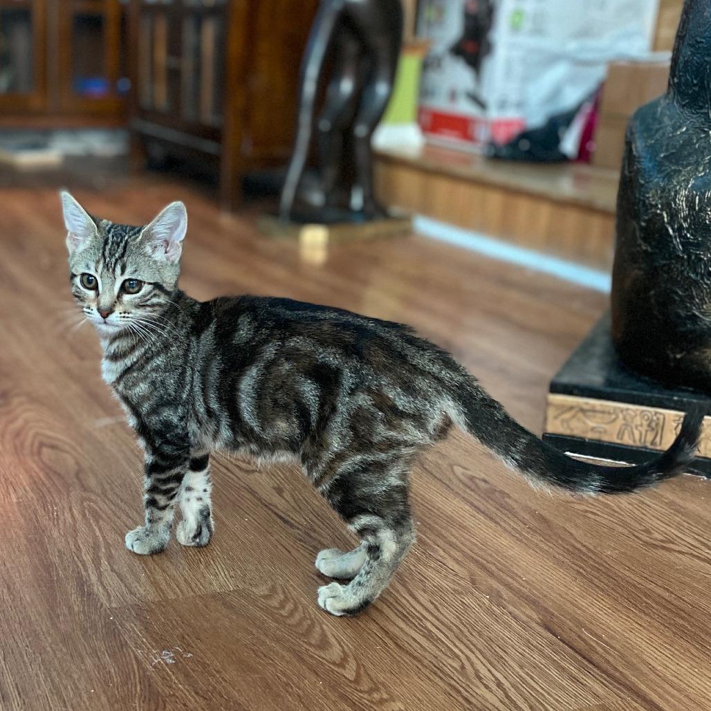 Enlarge Melody 2026 aka Mona, a Adoptable Domestic Short Hair in Palmdale, CA image 3/3