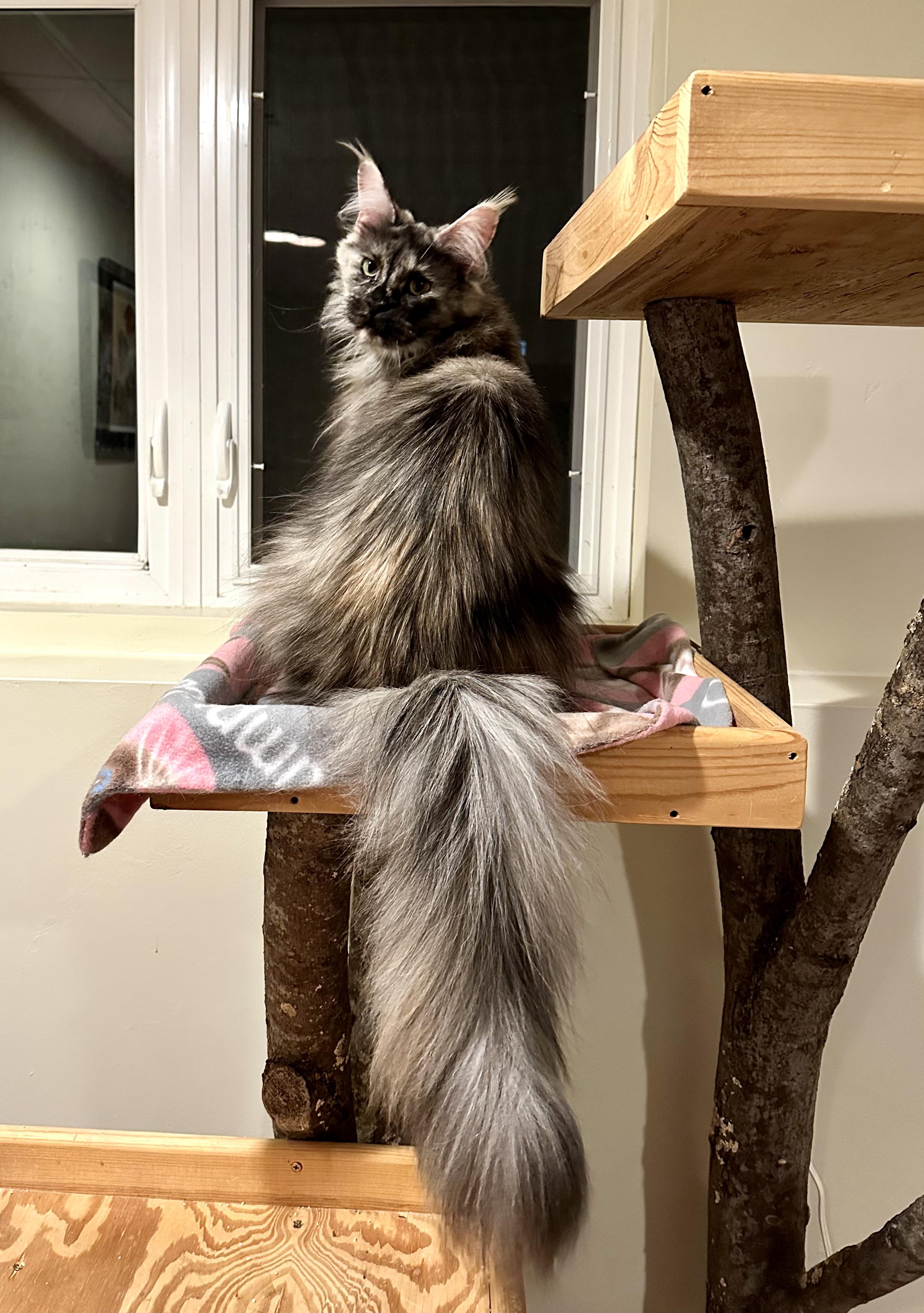 Enlarge ESMERELDA, an adopted Maine Coon in Green Bay, WI image 5/6