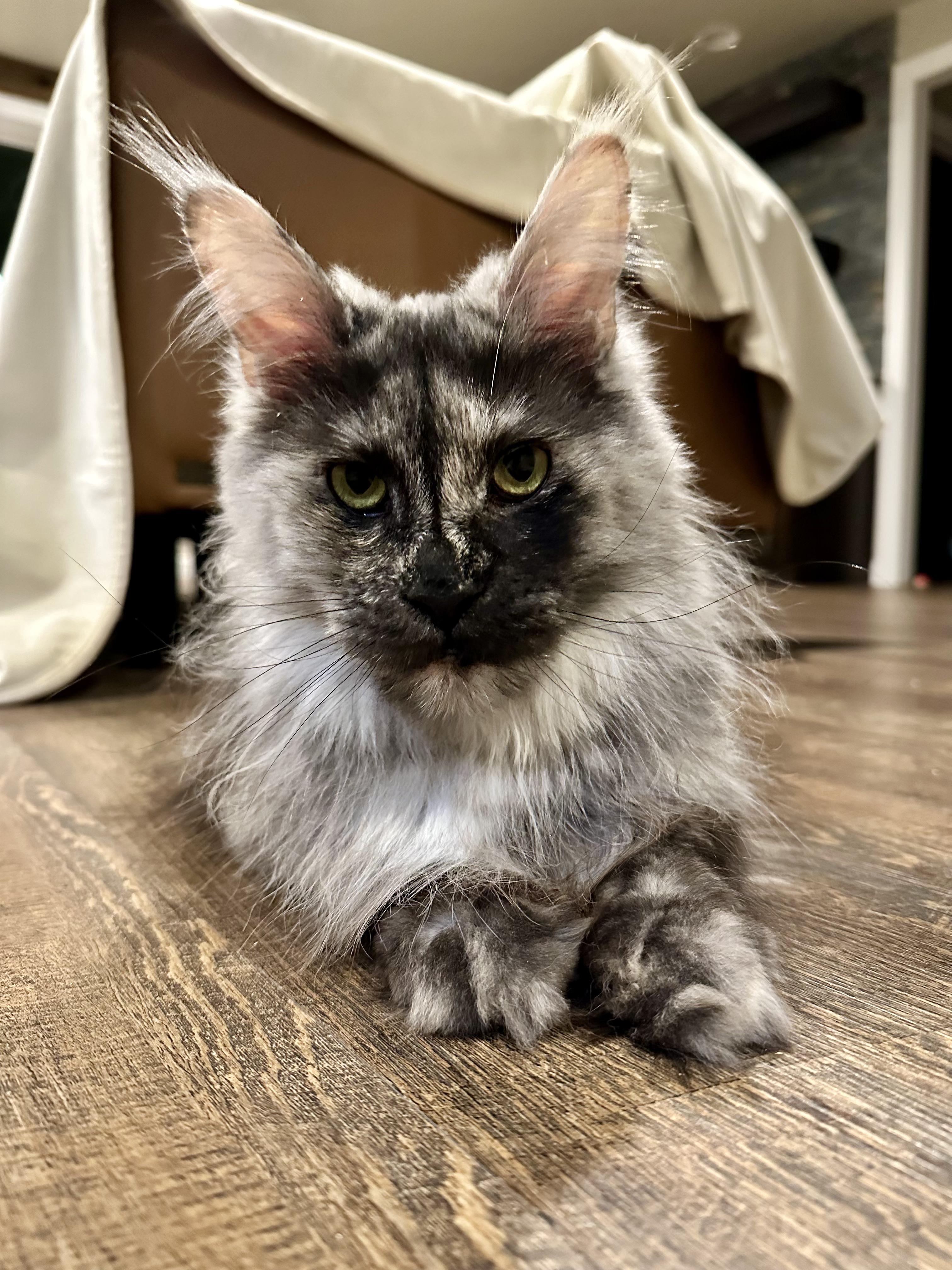 Enlarge ESMERELDA, an adopted Maine Coon in Green Bay, WI image 6/6
