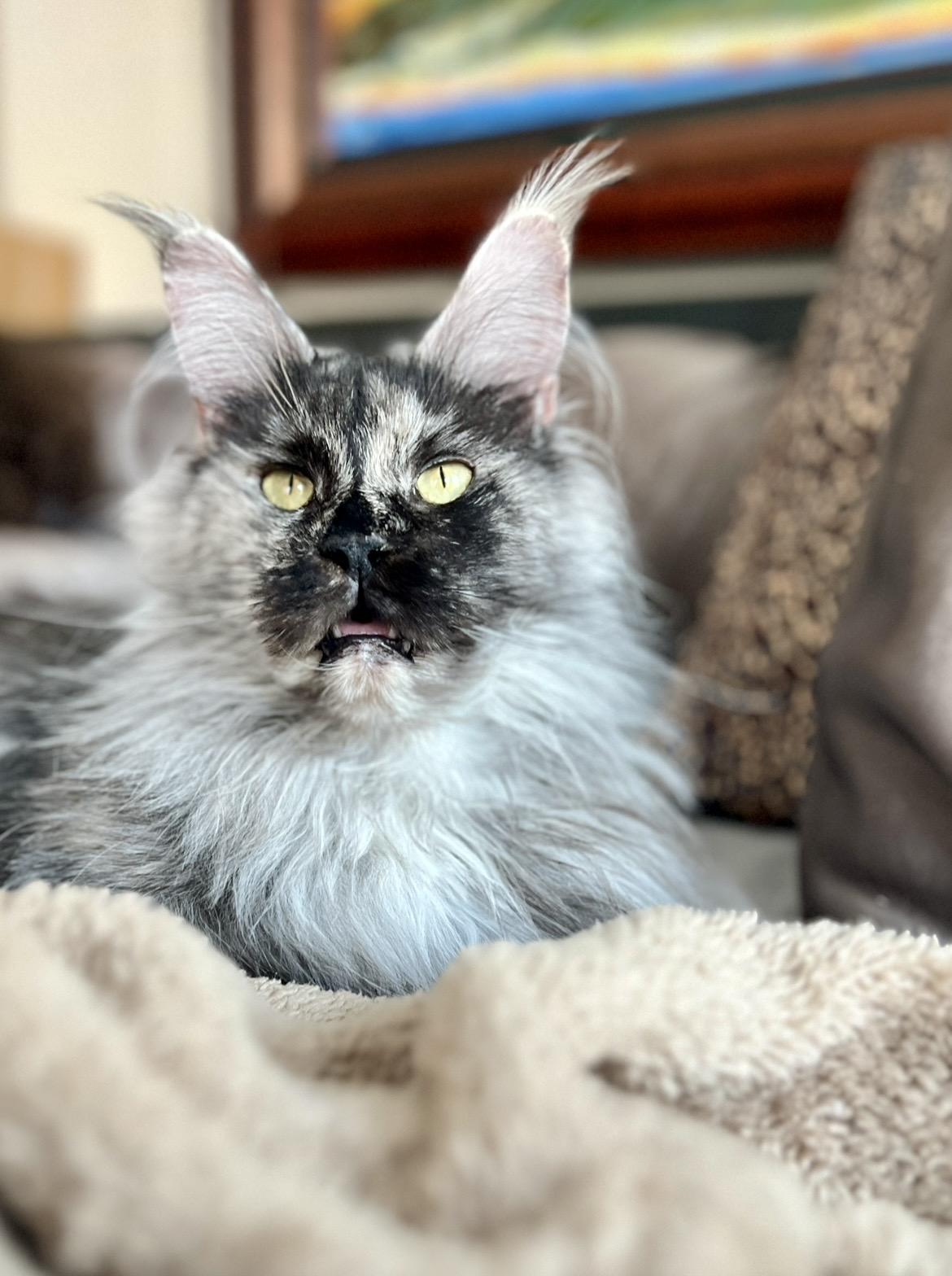 ESMERELDA, adopted, Young Female Maine Coon.