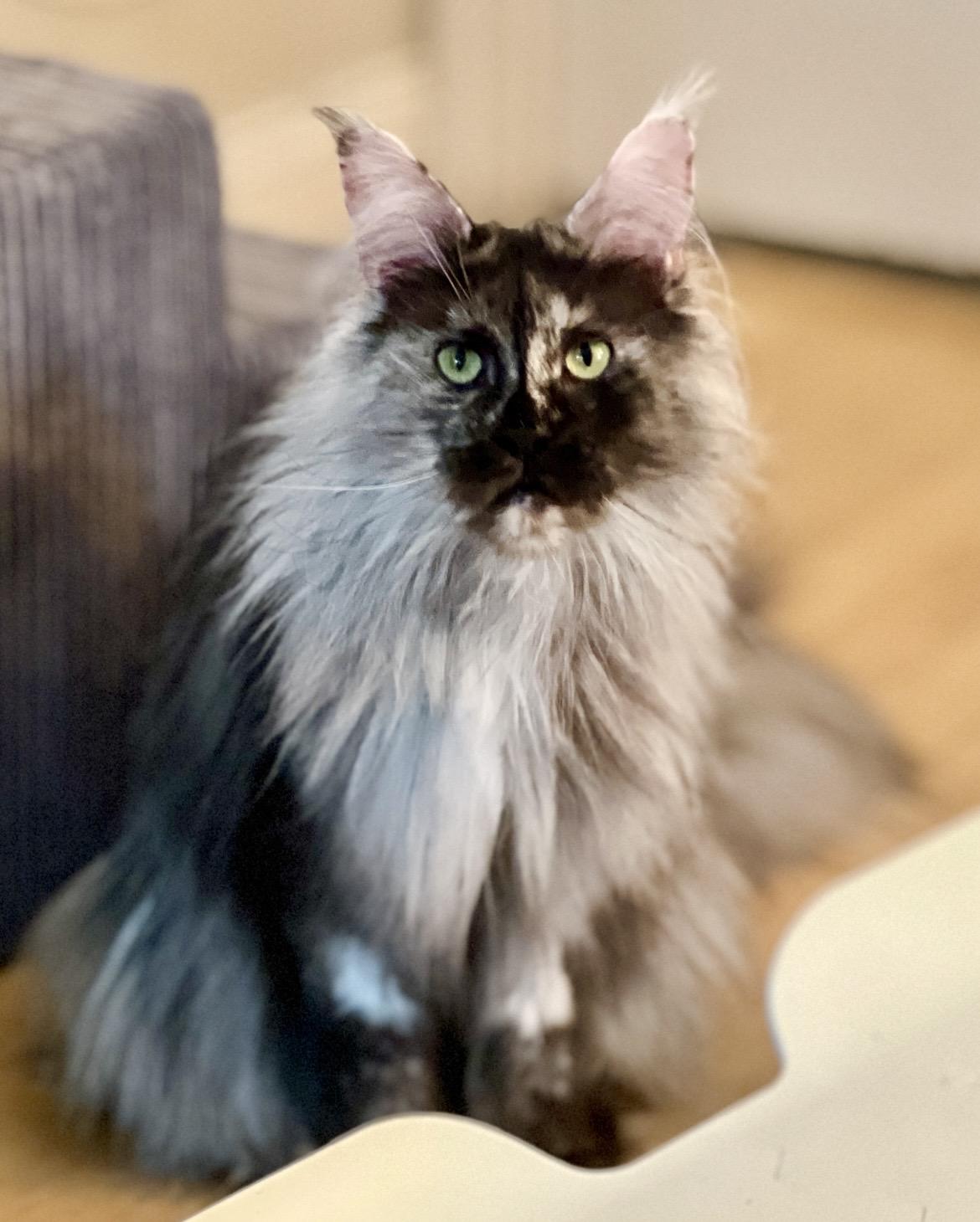 Enlarge ESMERELDA, an adopted Maine Coon in Green Bay, WI image 3/6