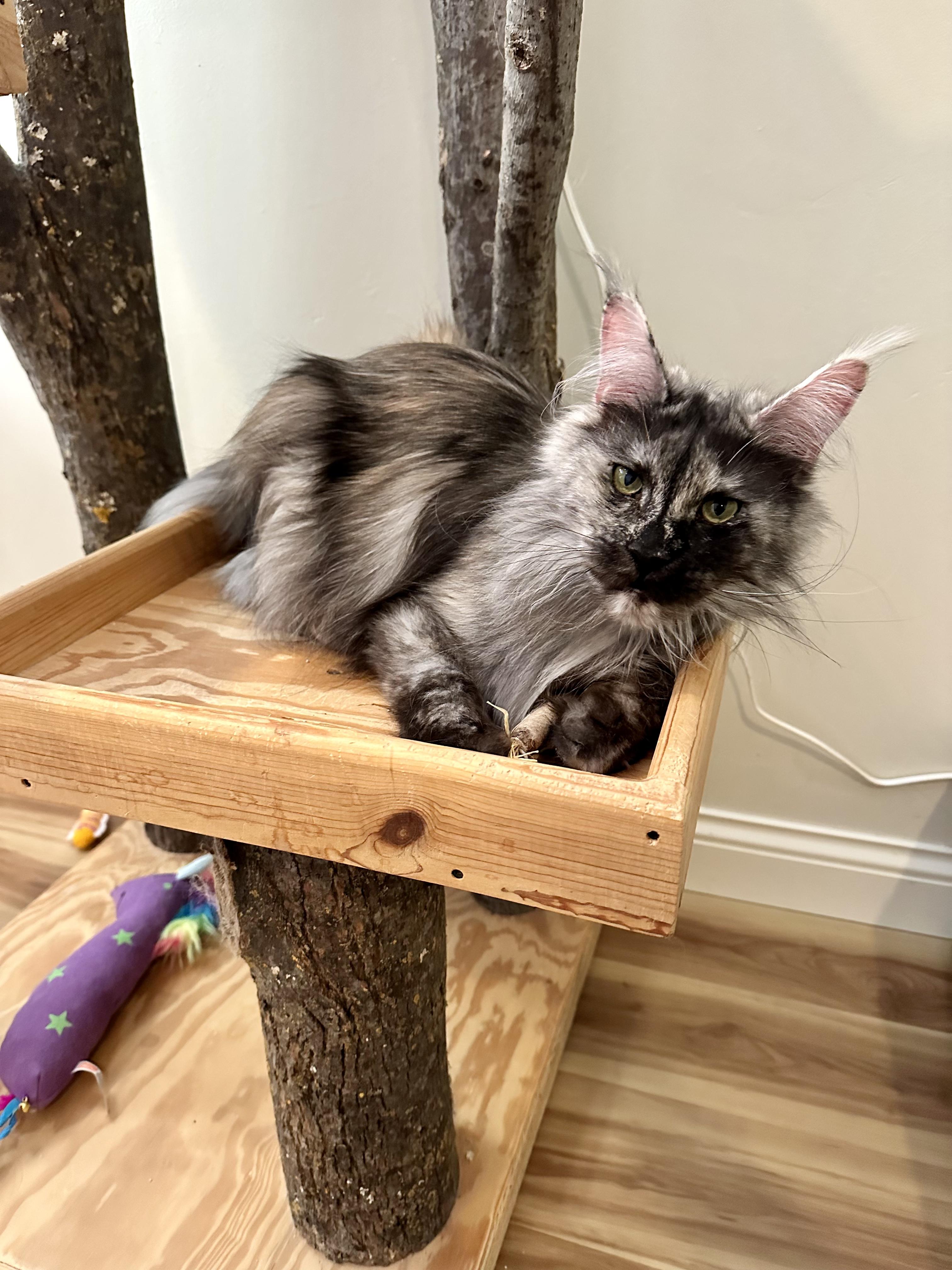 Enlarge ESMERELDA, an adopted Maine Coon in Green Bay, WI image 2/6