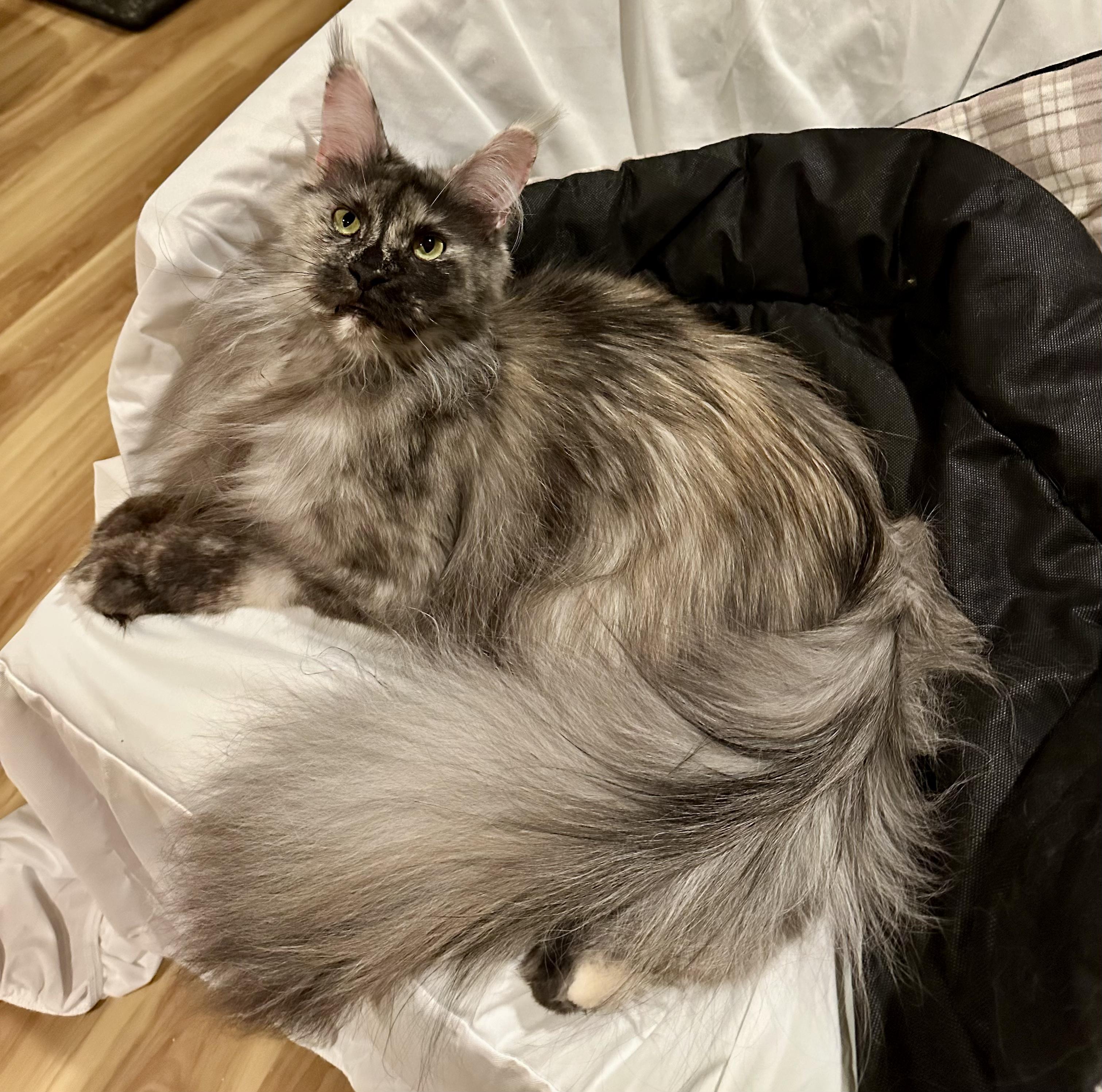 Enlarge ESMERELDA, an adopted Maine Coon in Green Bay, WI image 4/6