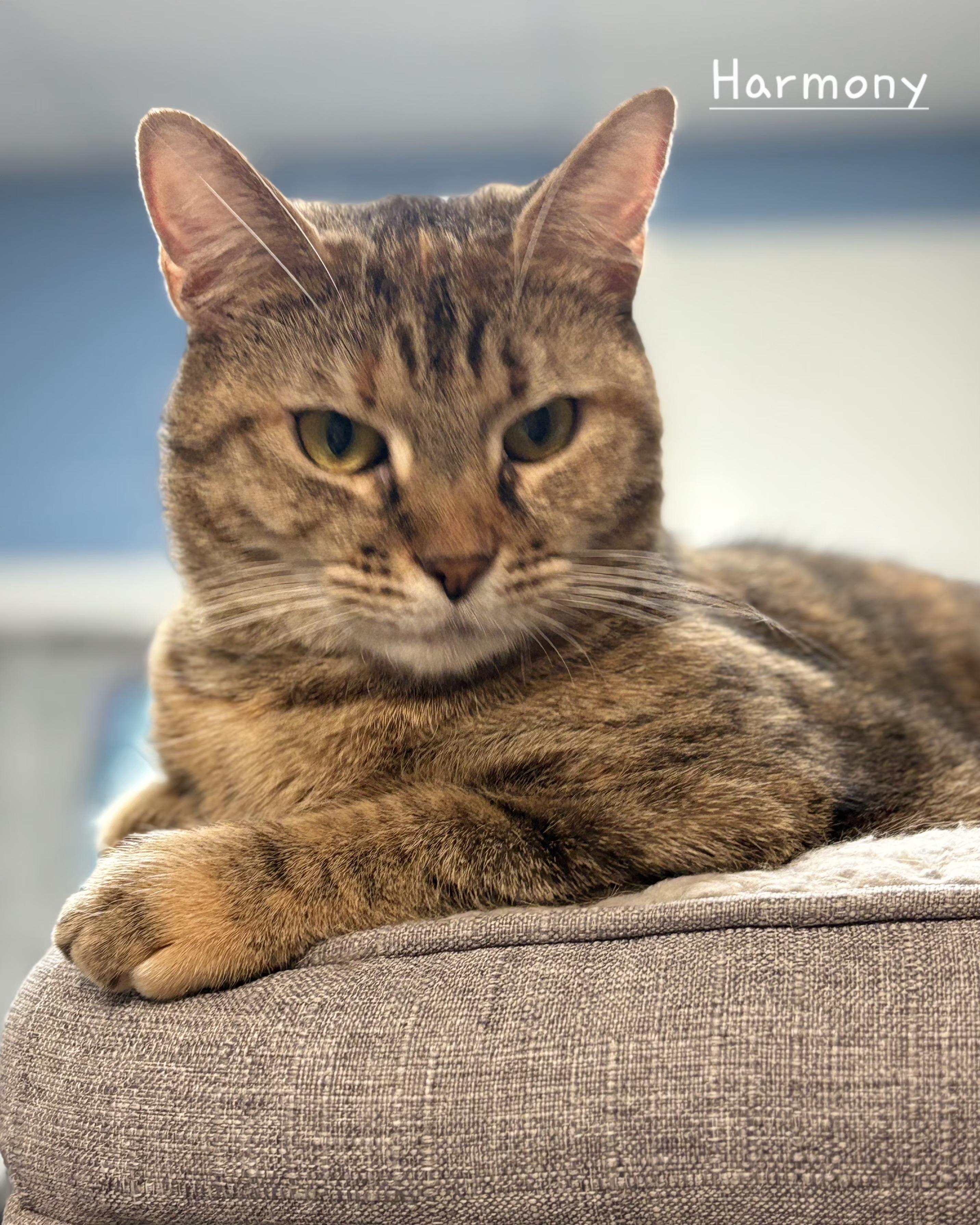 Harmony, a ADOPTABLE Domestic Short Hair in Aurora, NE image 1/2