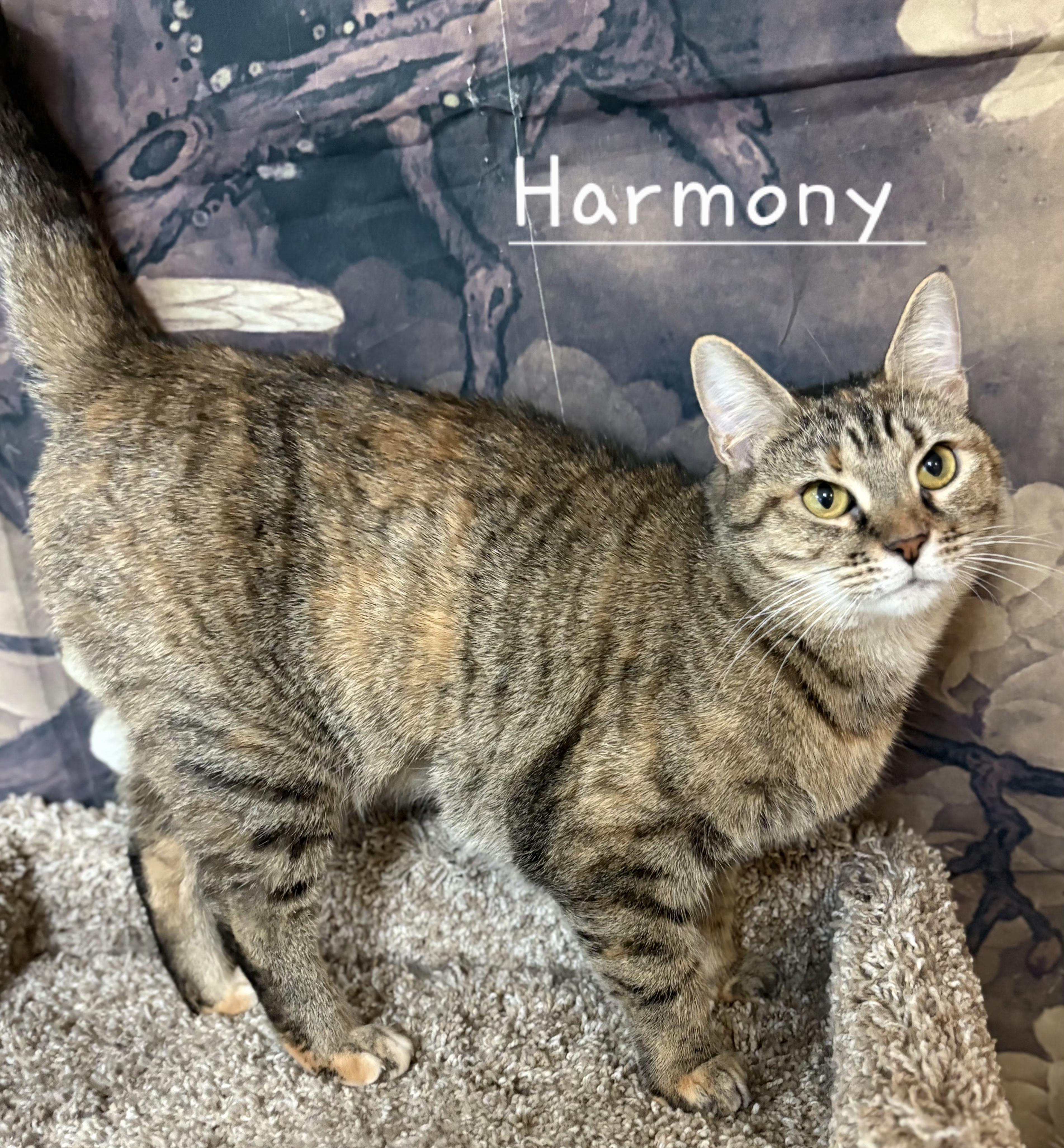 Harmony, a ADOPTABLE Domestic Short Hair in Aurora, NE image 2/2