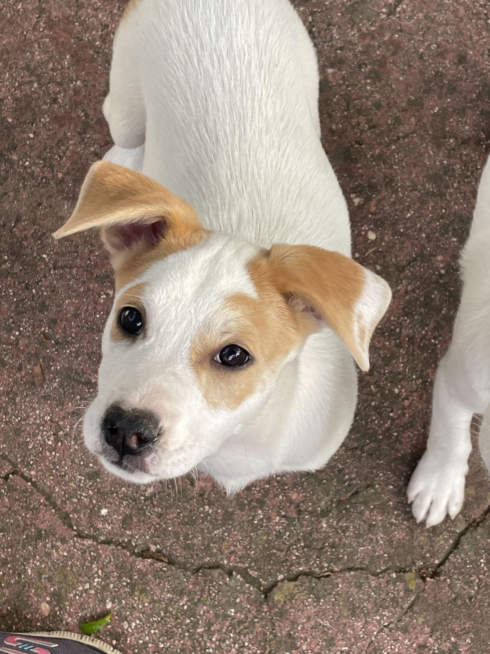 Enlarge Haleigh, a Adoptable mixed breed in Mobile, AL image 1/3