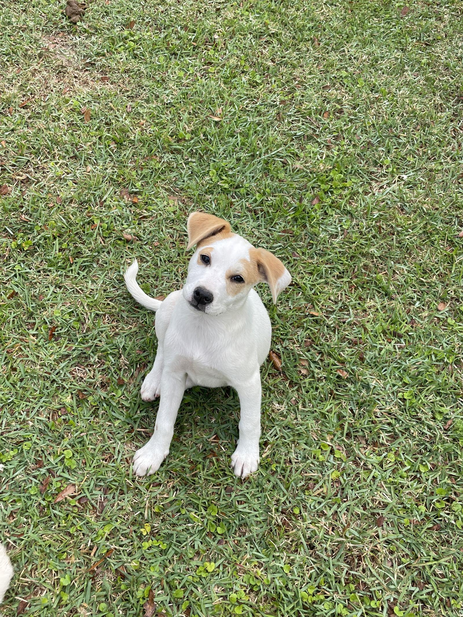 Enlarge Haleigh, a Adoptable mixed breed in Mobile, AL image 2/3