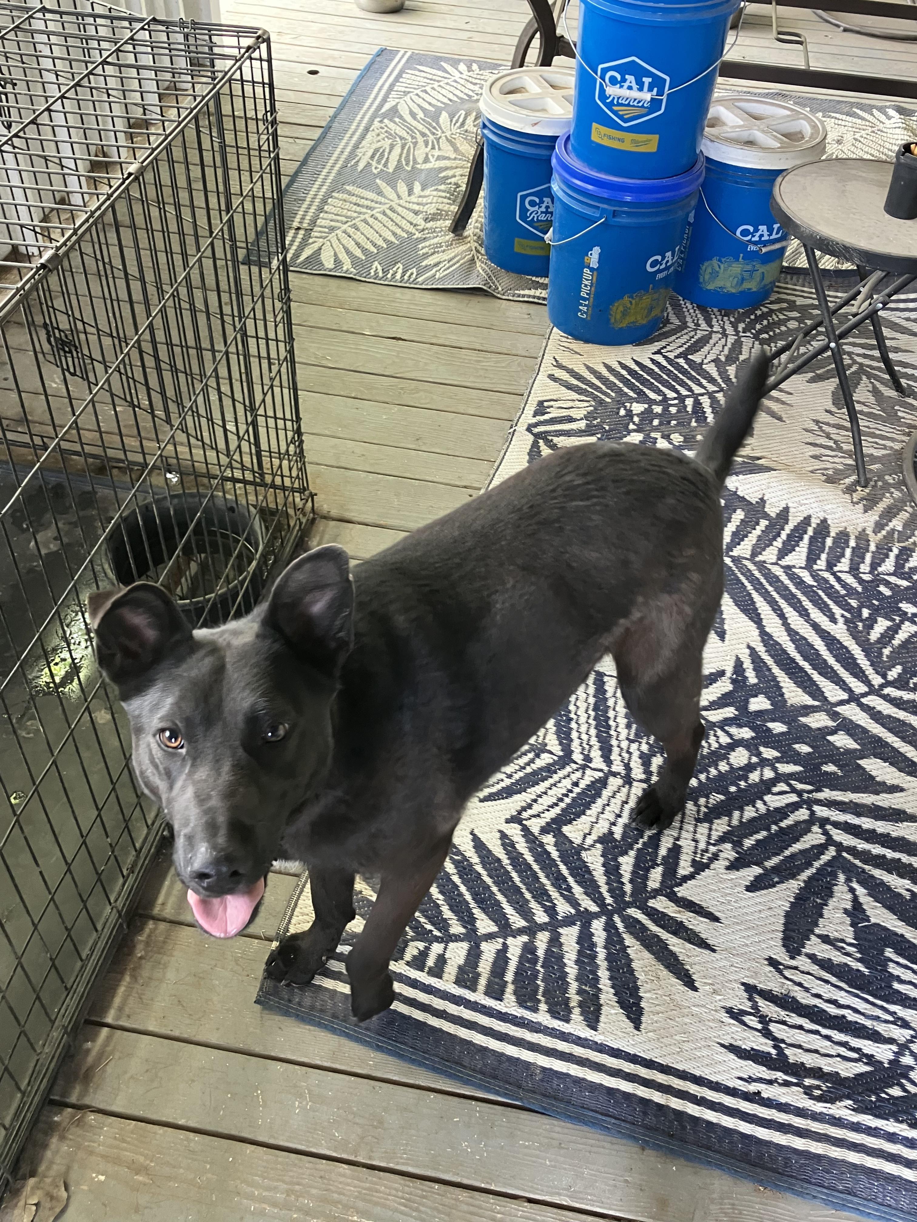 Shaggy, an adoptable Labrador Retriever in Pocatello, ID, 83201 | Photo Image 2
