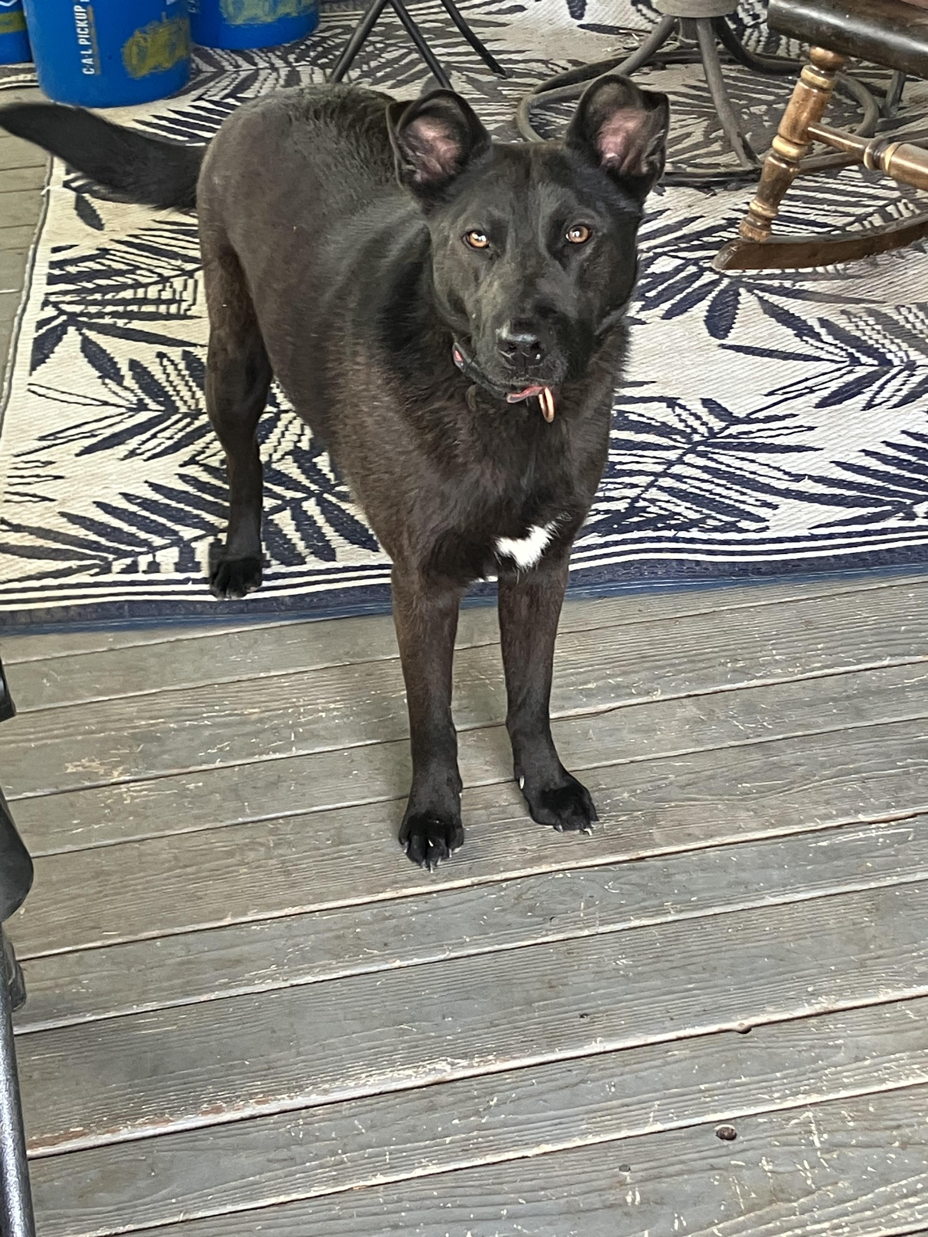 Shaggy, an adoptable Labrador Retriever in Pocatello, ID, 83201 | Photo Image 1