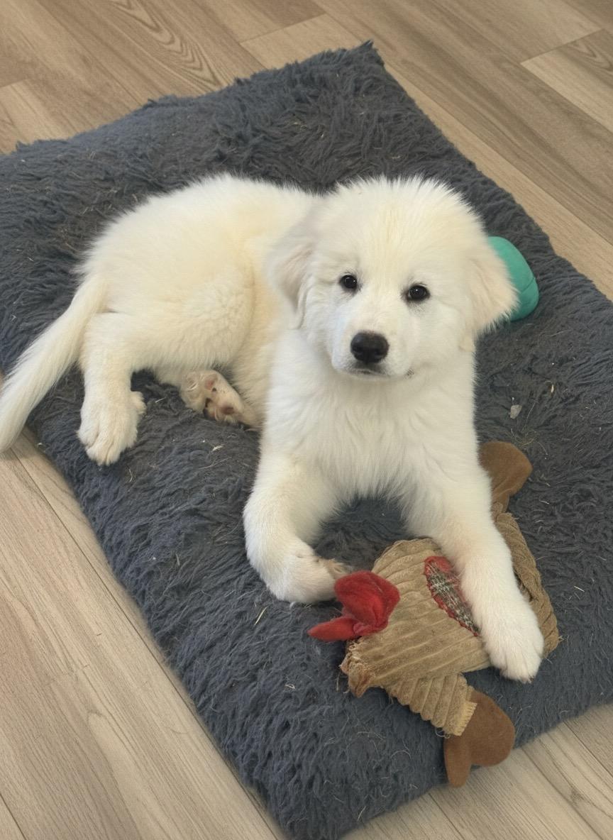 Enlarge Bear, a ADOPTABLE Great Pyrenees in Hillsdale, NY image 1/3